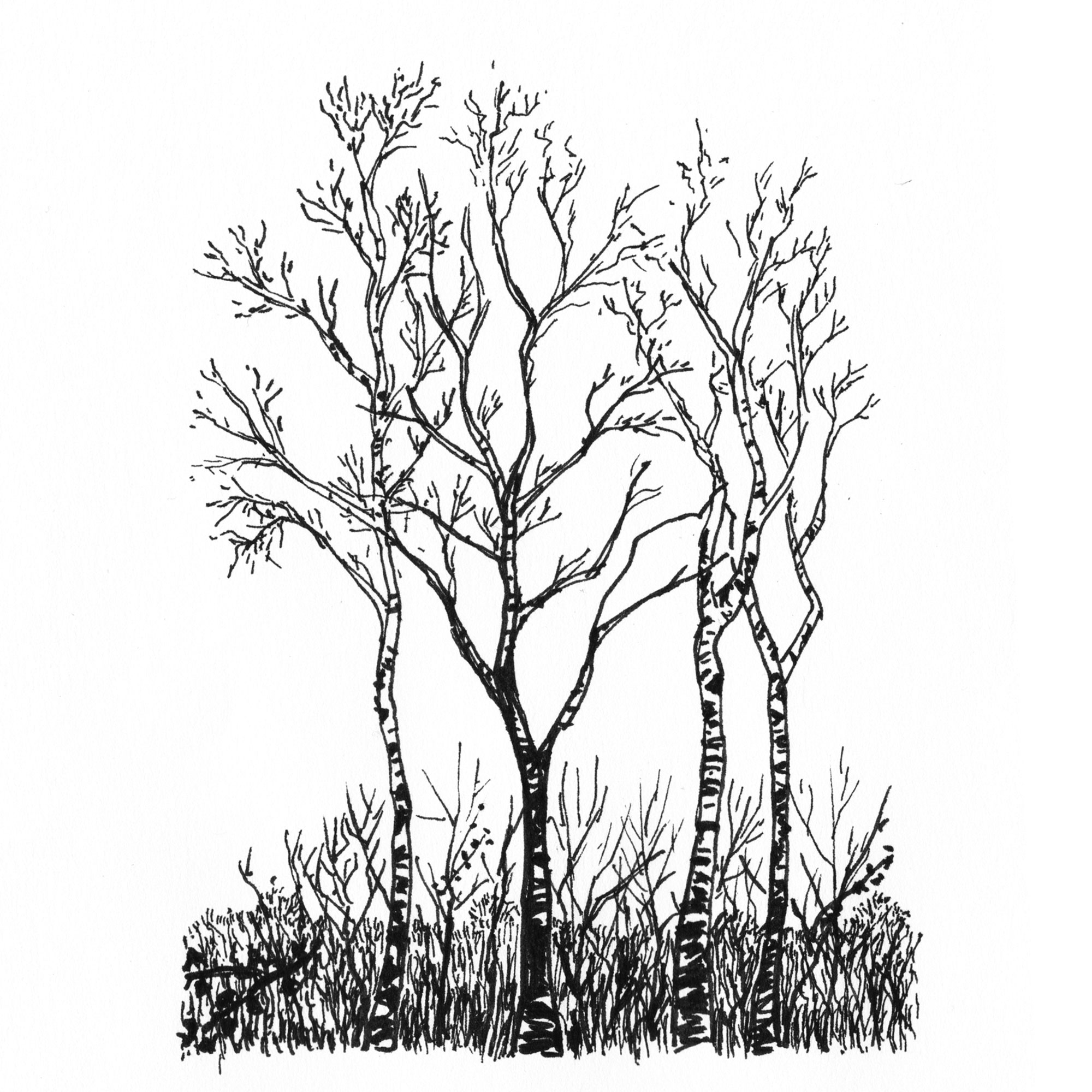 Group tree - Ink on paper 20x20 cm