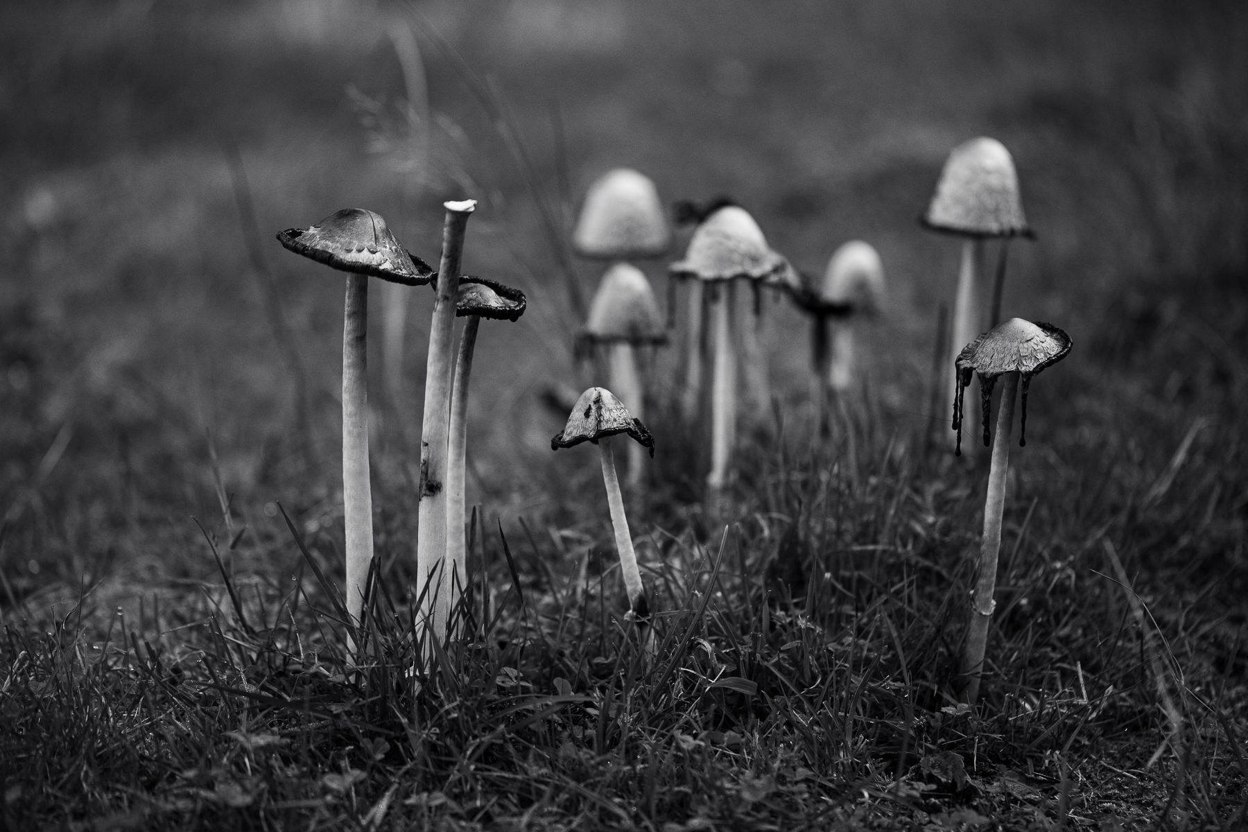 Pyrenees, France, 2019