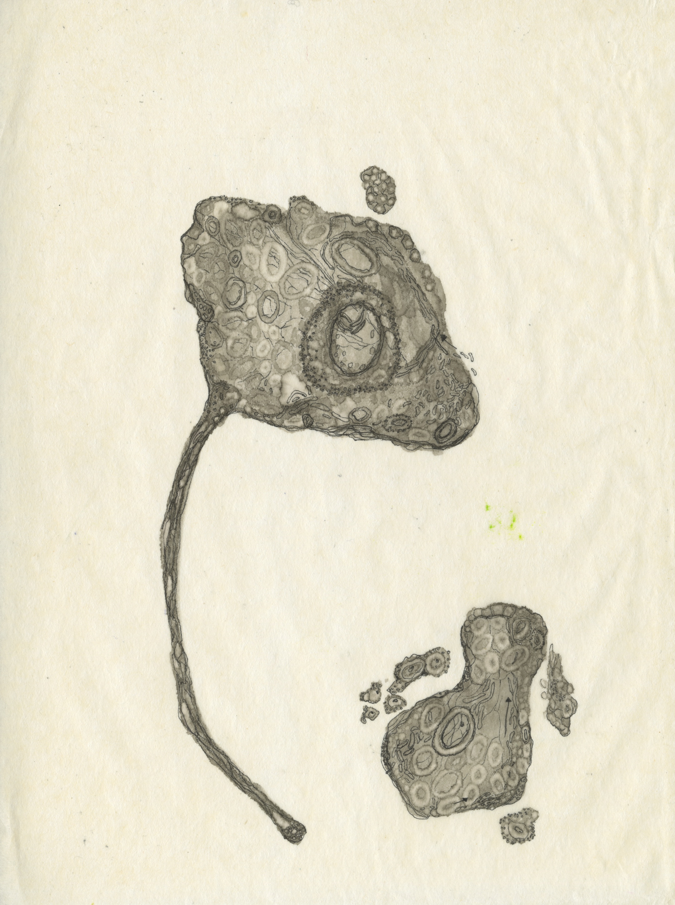 "Untitled Study III", 8"x10", alcohol ink on silkspan tissue paper. 2019