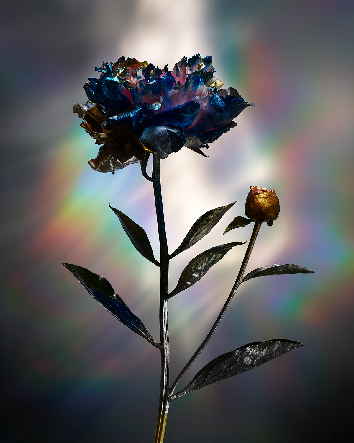 KMA photographer Isabelle Bonjean shoots multicolored flower in dim lighting with rainbow background