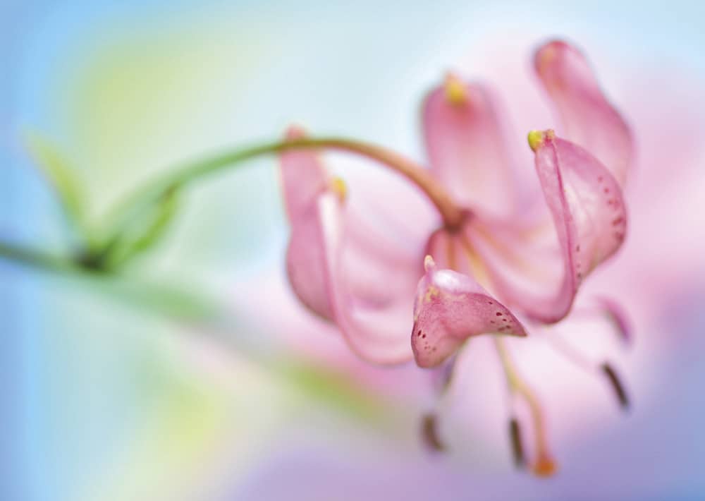 nicht lieferbar, Türkenbund-Lilie