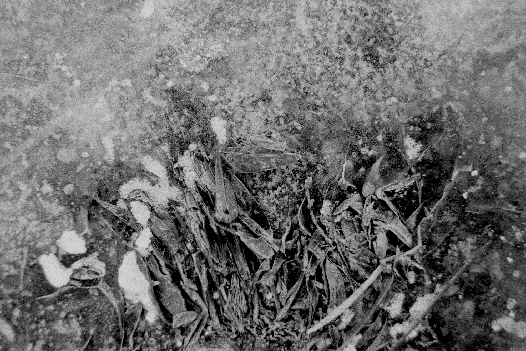 °06, 2018 : impression jet d'encre / pigment print form scanned 35mm negative, 24 x 36''