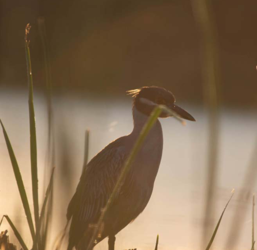 migration in the anthropocene