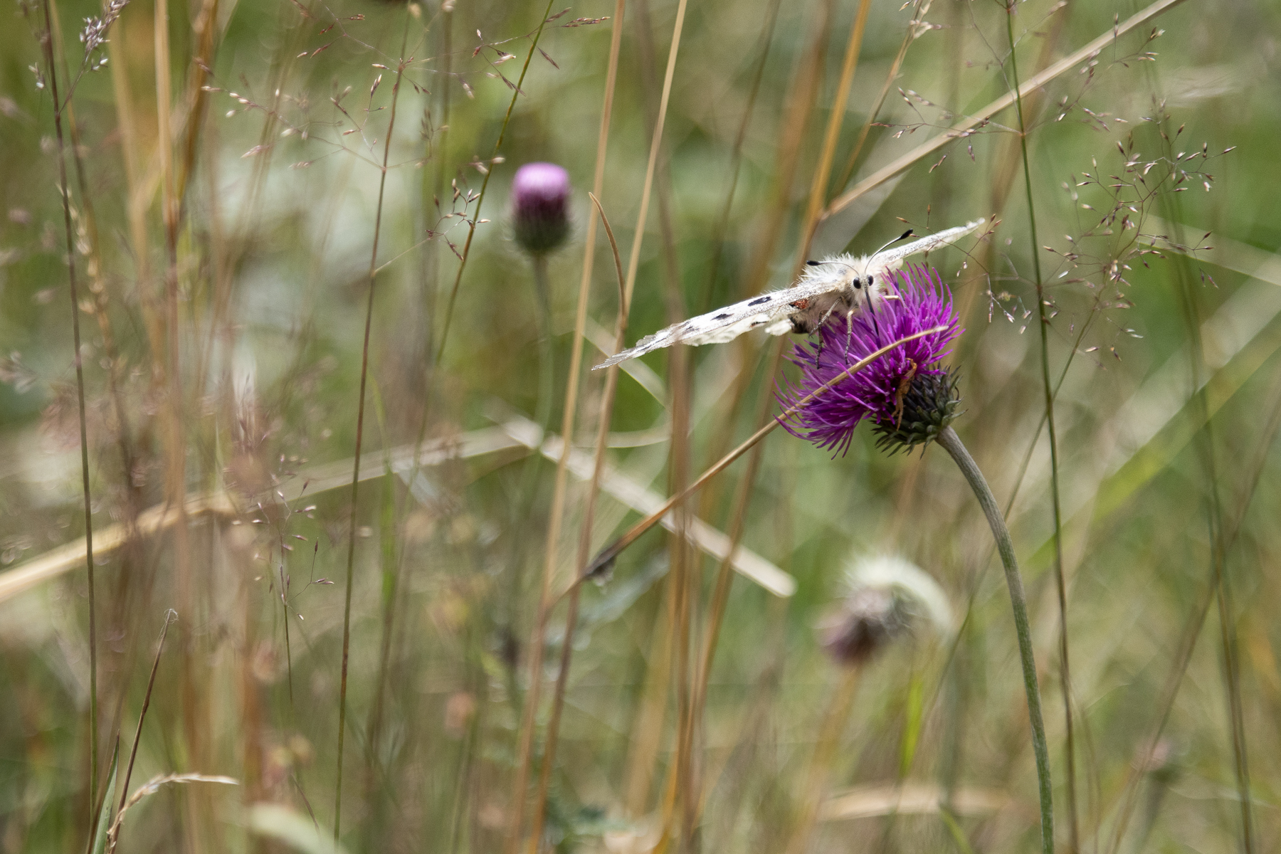 Wallis, Switzerland, 2023