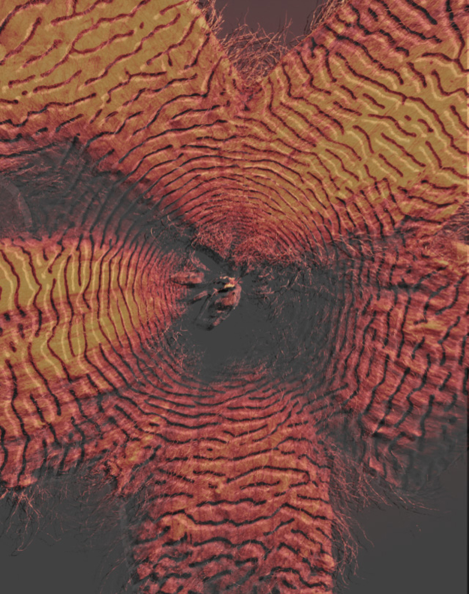 KMA photographer Daniel Schweizer shoots an abstract photo of a red and orange flower with ripples