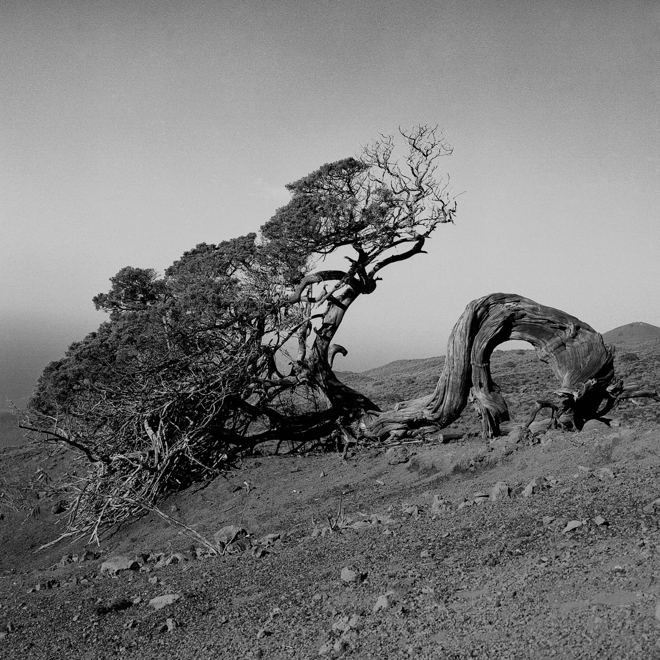 TREE, El Hierro Spain