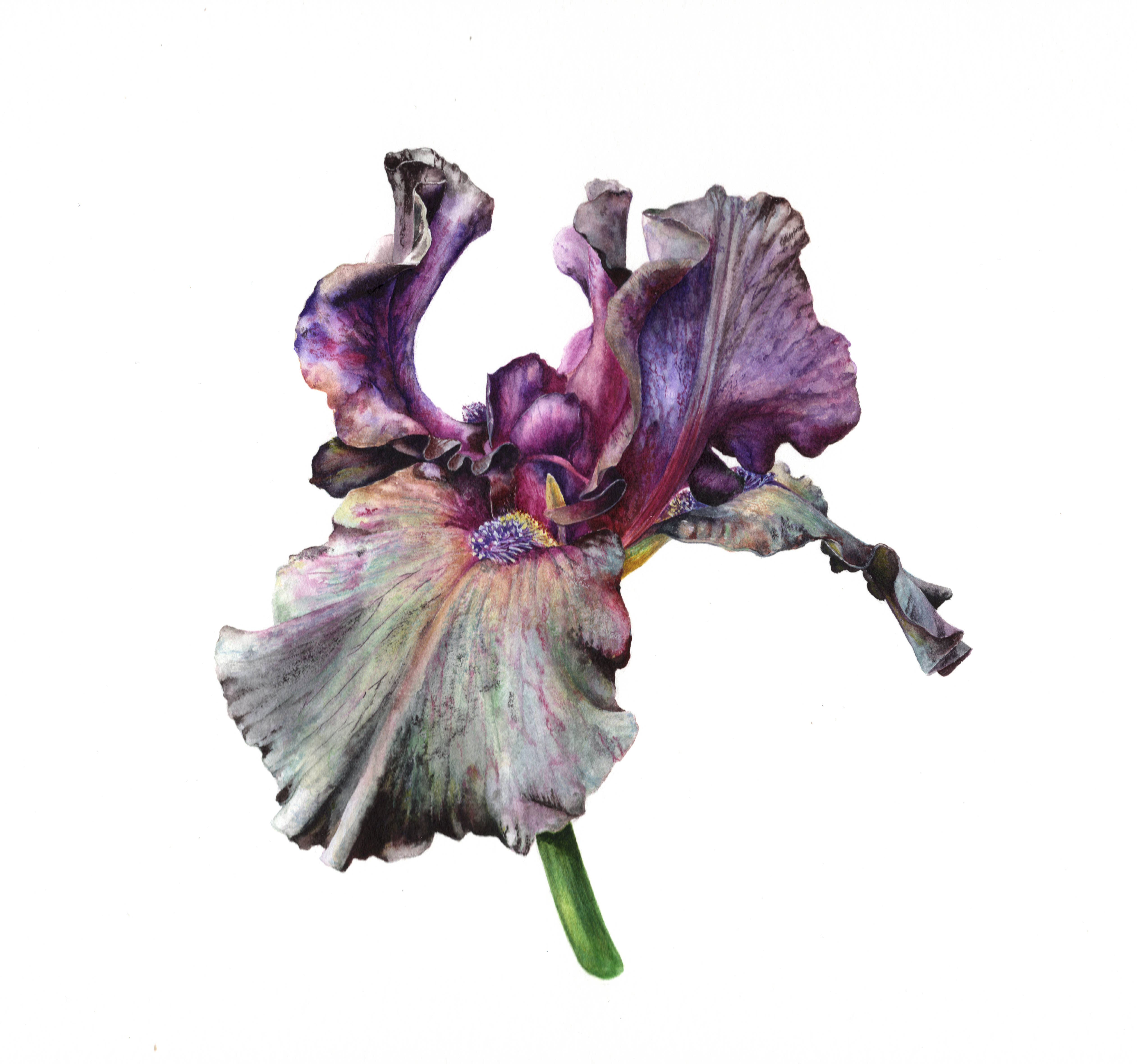 Iris Superstition II