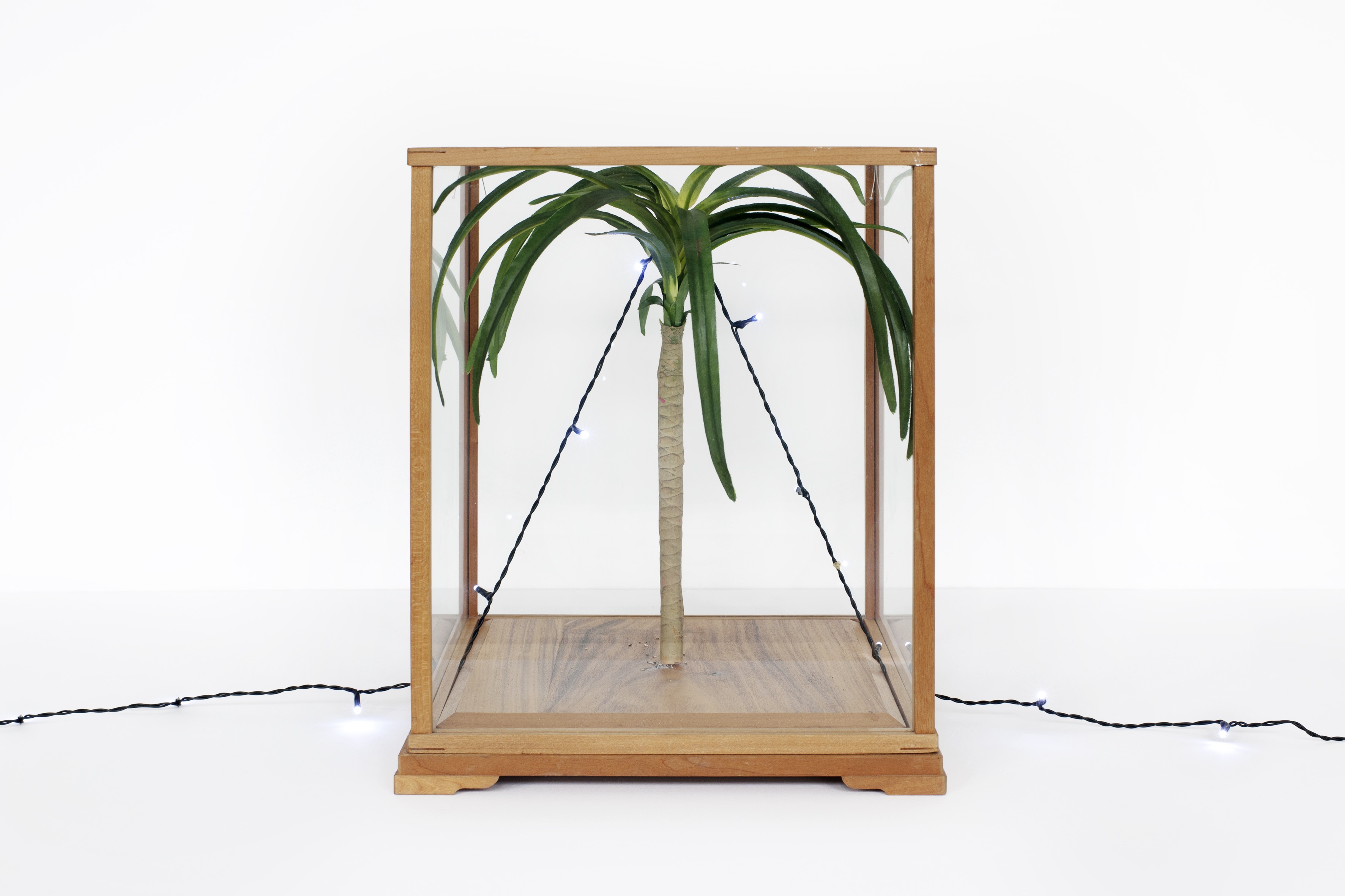 Palmita 2012 - vitrine, plante artificielle, led - 30x25x25 cm