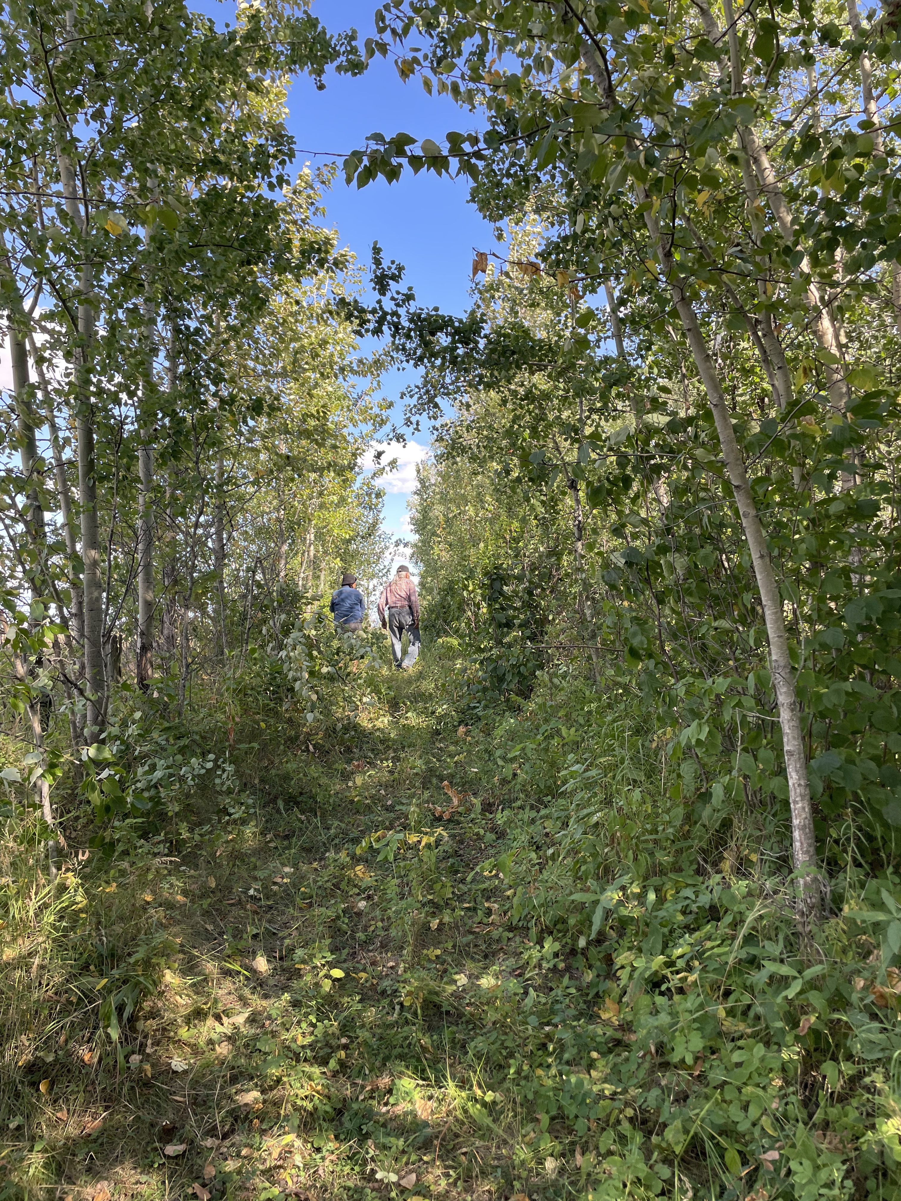 A sunny photo of a green deciduous forest, there is a break inbetween the trees which forms a path. At the end of the path we can see the back of Kiona's grandparents who are walking forward on this path.