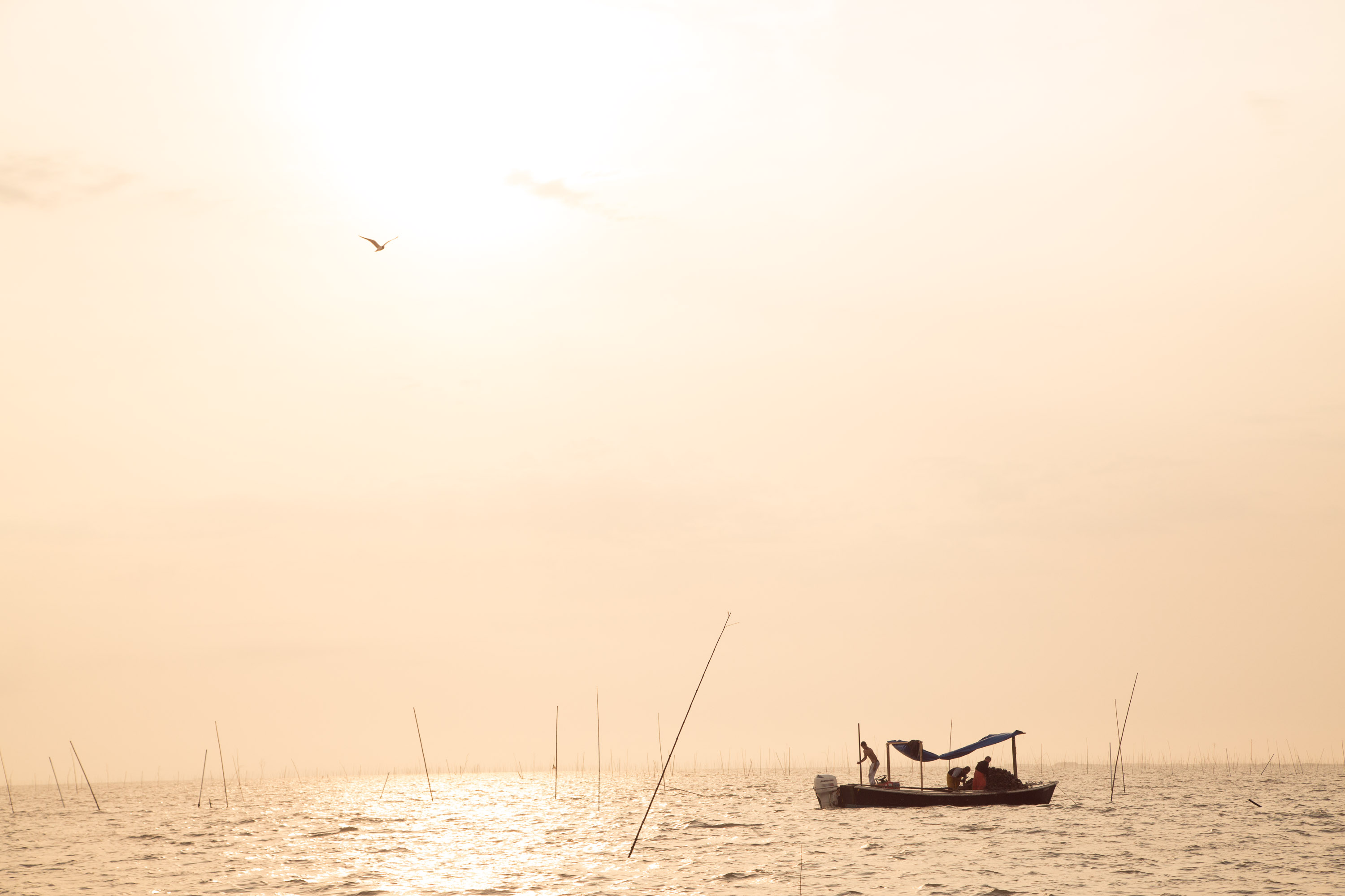 Three oystermen from Alabama work on a lease that Mitch and Frank Jurisich have in Barataria Bay, La. These oystermen come to Louisiana to work because the conditions in Alabama appear to be much worse than in Barataria Bay. The crew on these smaller boats catch the oysters manually as opposed to the large boats that drag baskets with mechanical pulleys. For oystermen working like this, making a living is tough a large cut of money goes to the owner of the leased land.