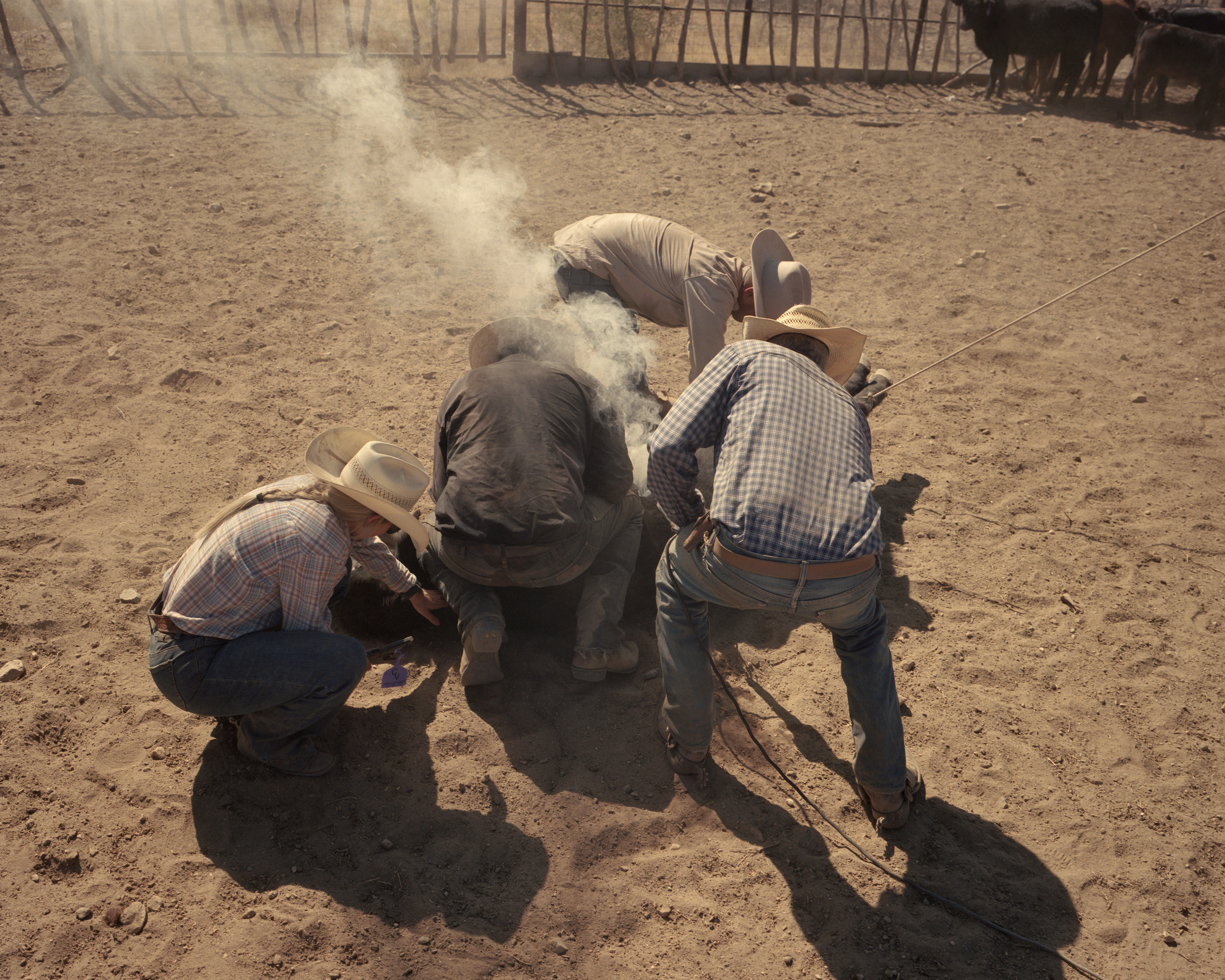 Cattle Branding