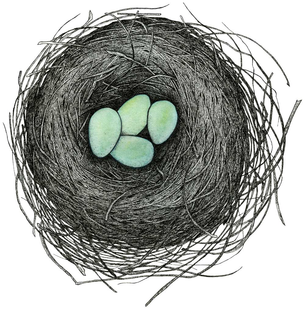 Robins nest