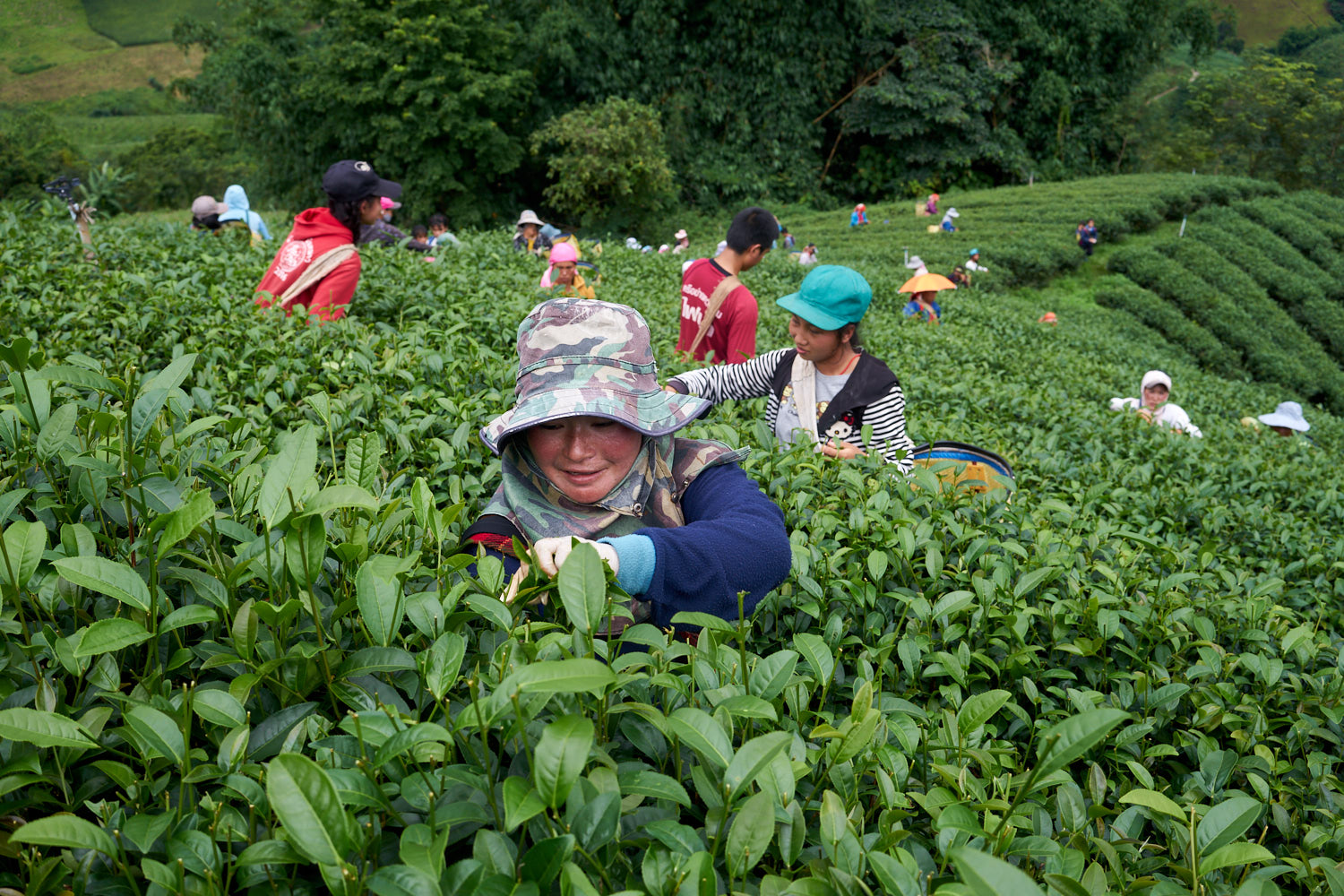 Mae Salong Thailand 08/2018