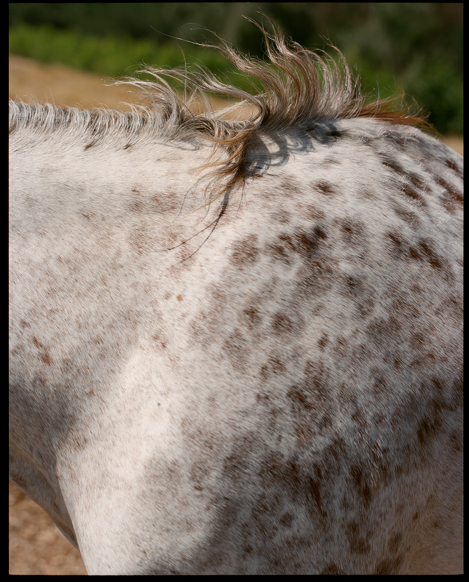  Kelly's Horse, CA 2016