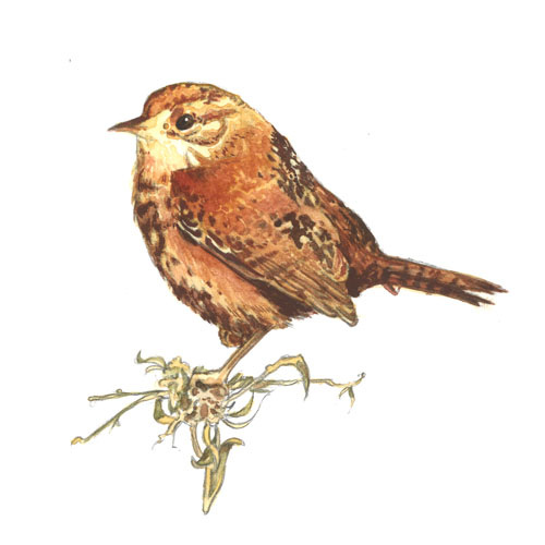 Marsh WrenWatercolor2015SOLD