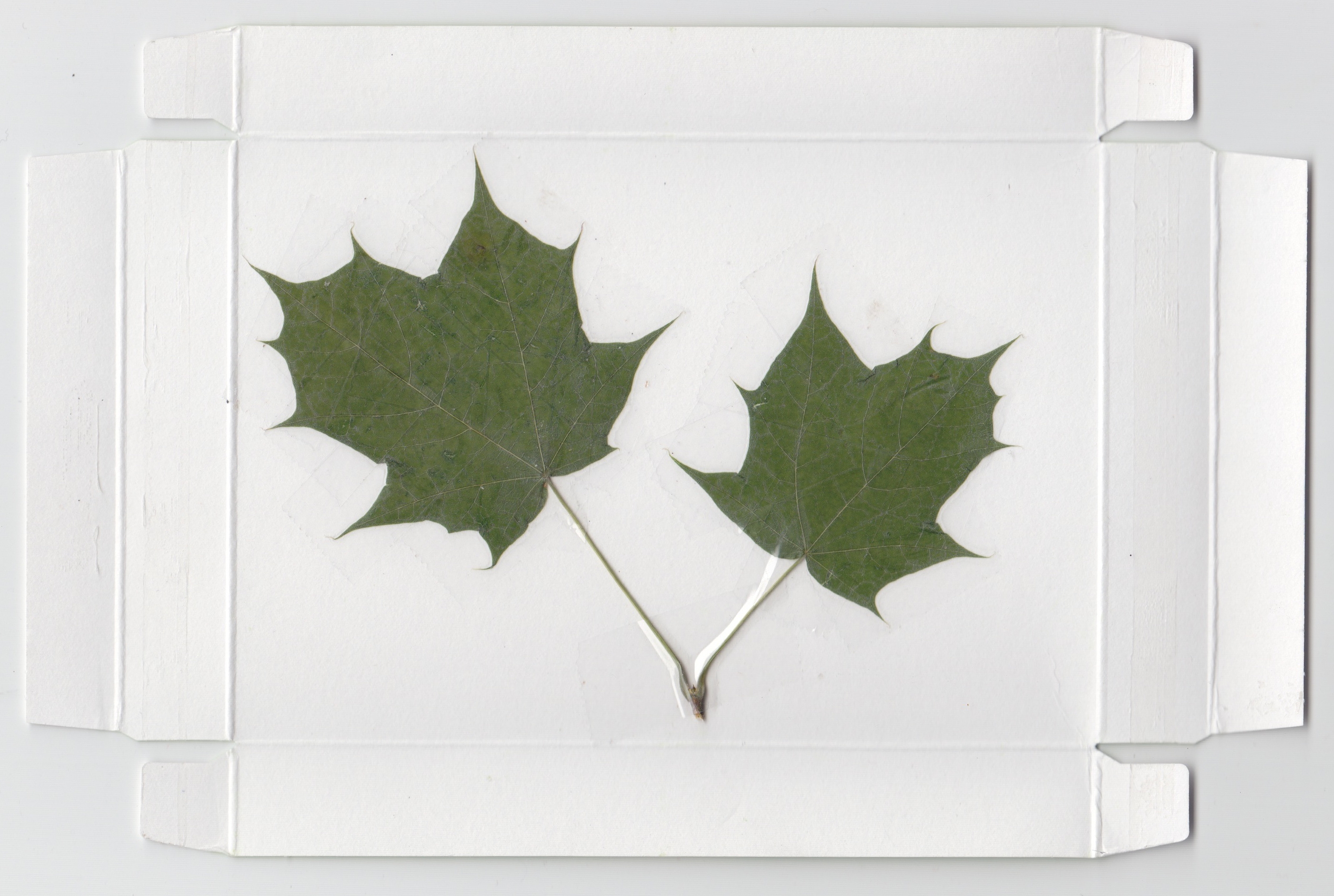 Thomas Kong, Untitled (2015)