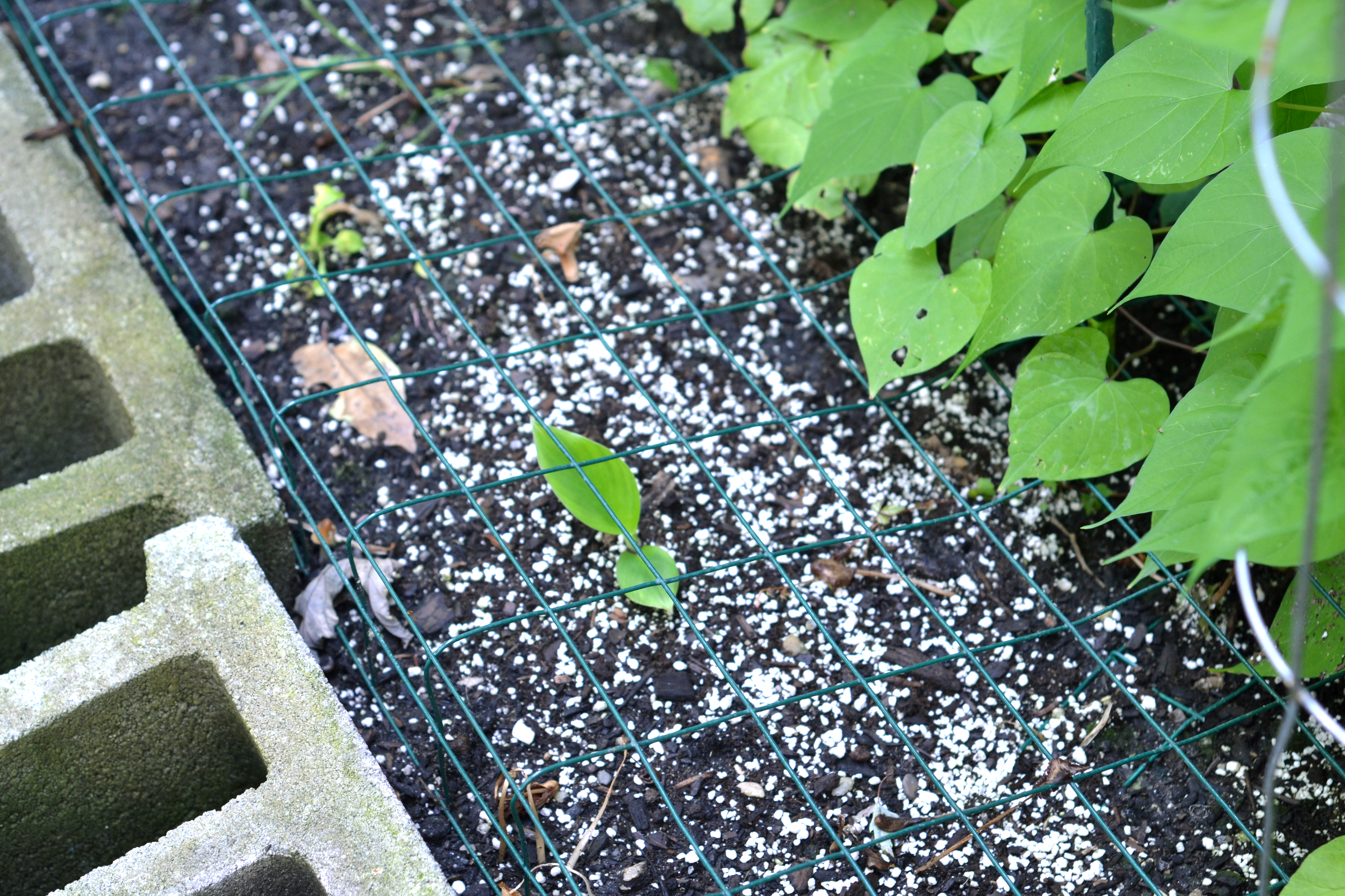 Banana plant from dad in Illinois has two leaves. Once it gets chilly out I'll transplant it indoors.