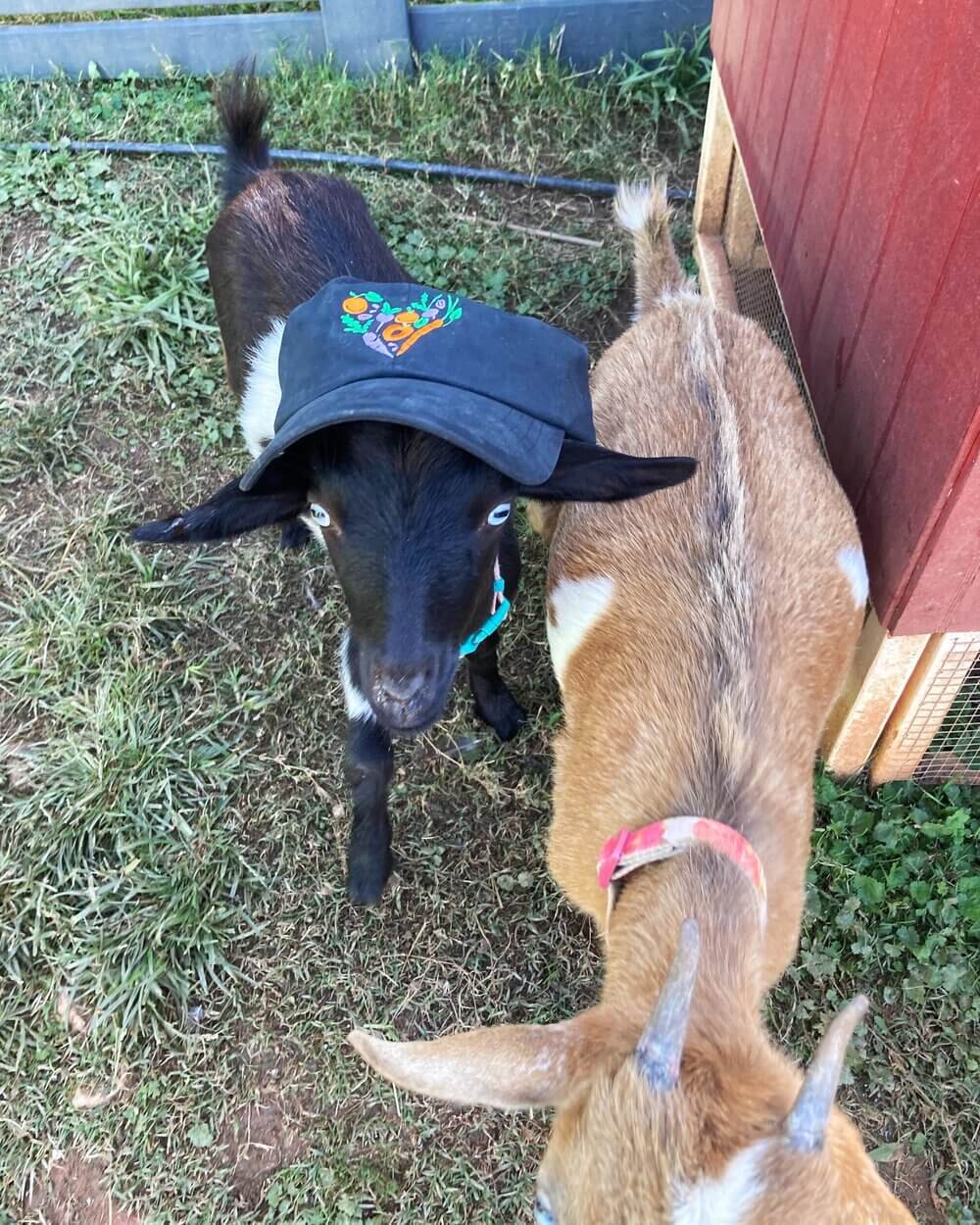goat in hat