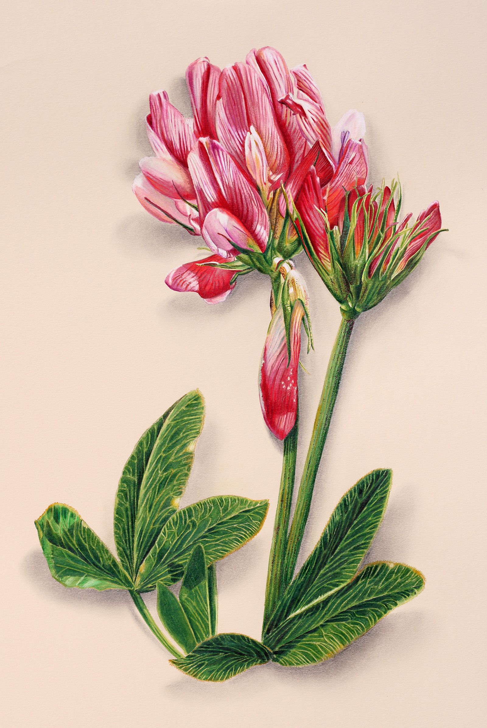 © artiste 1011 Polémoflore, trefle alpin