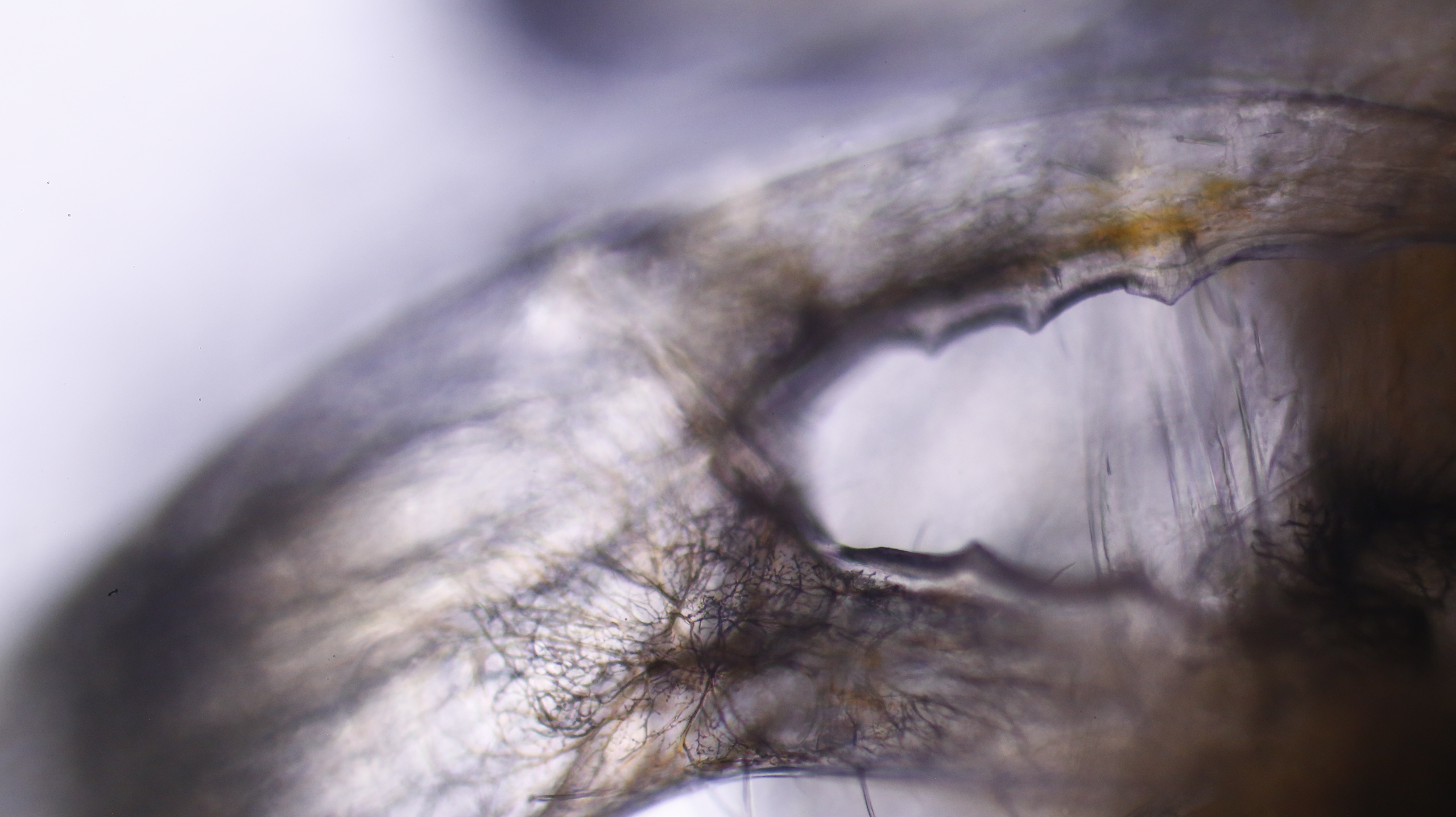 Untitled / Digital Photo