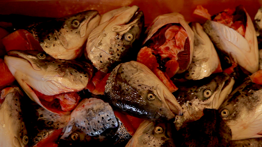 Salt, Salmon, and Smoke | documentary