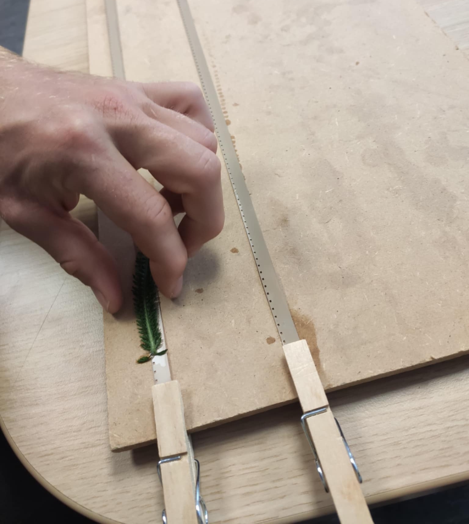 Phytographie sur film Super 8, 2025