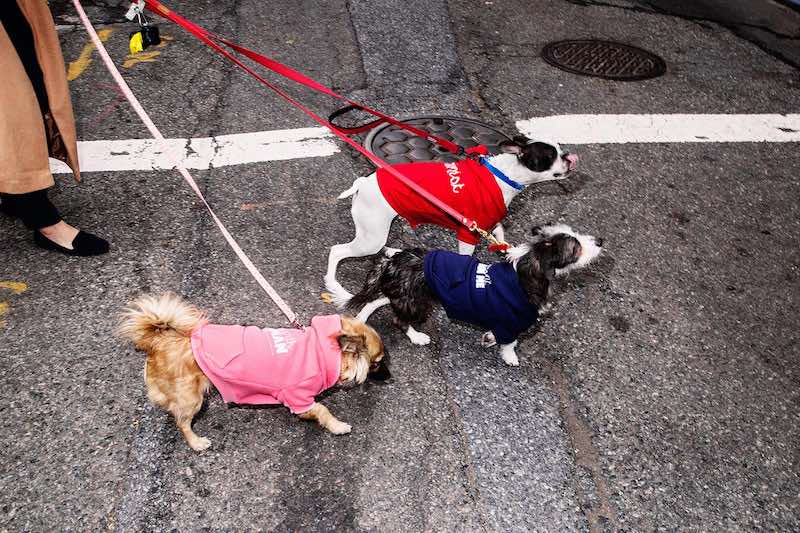 Rachel Antonoff Dog Hoodies