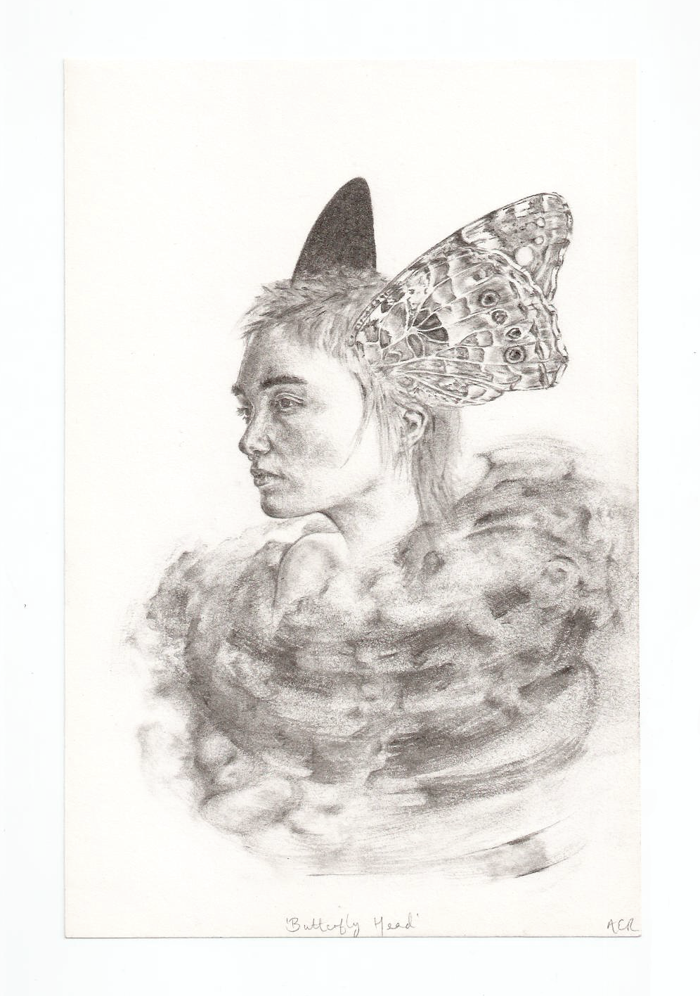 &rsquo;Butterfly Head', graphite on paper, 14 x 21 cm. From a study of the Wall butterfly, which is now in drastic decline