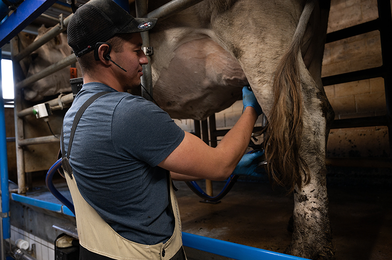 Abends im Stall &ndash; melken zum Abschluss des Tages.