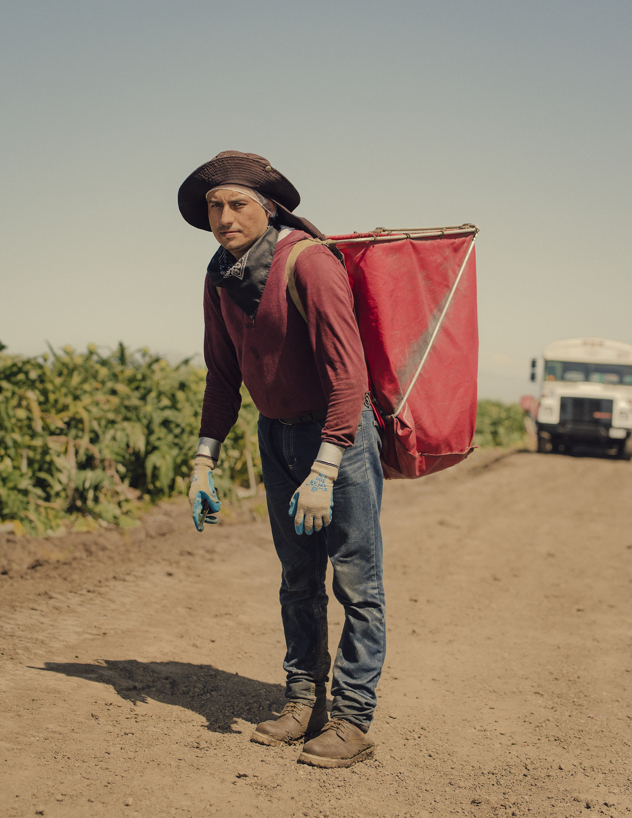 Artichoke Harvest - The New York Times 