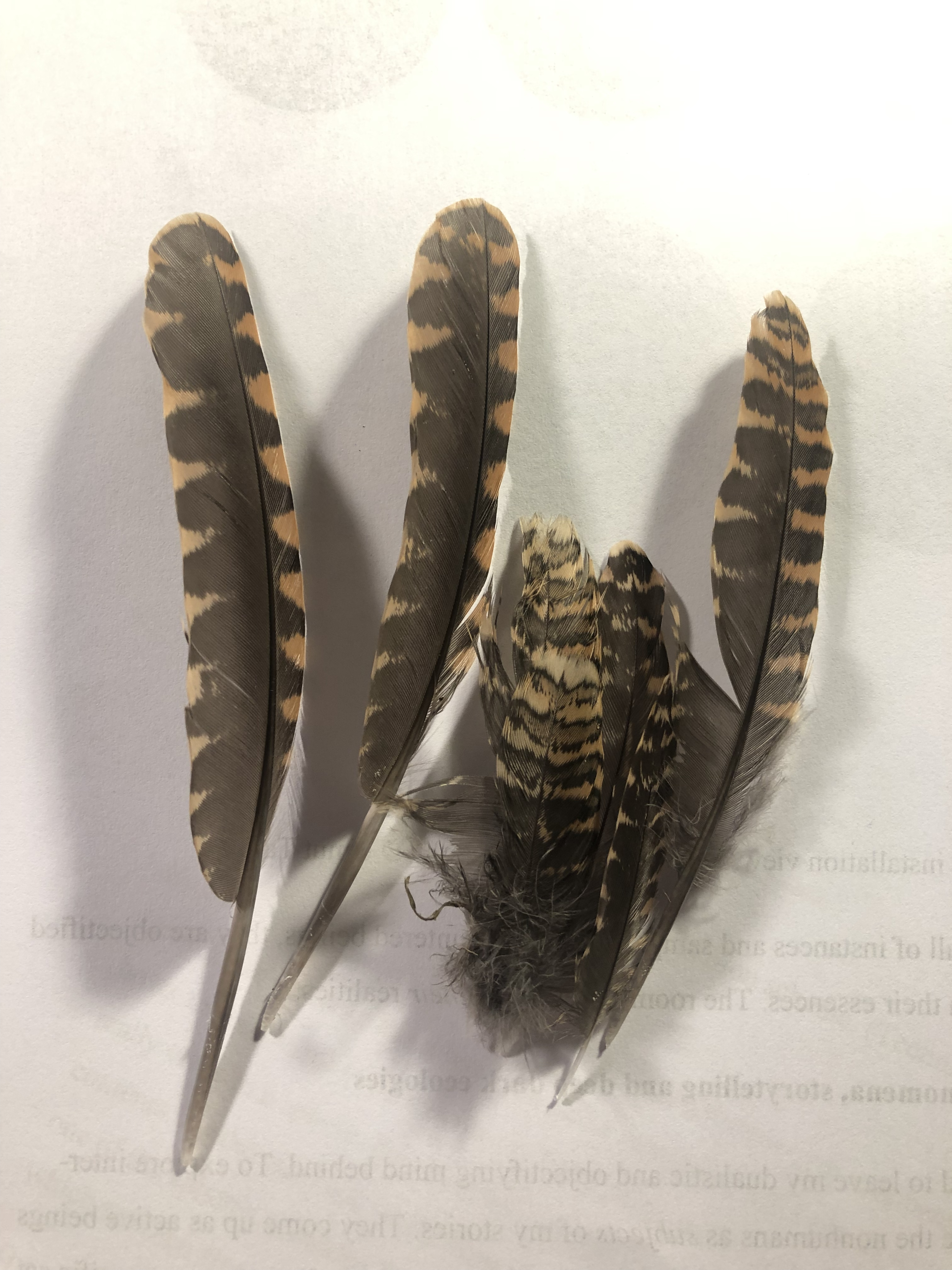 12.11.2022, Lojmanlar