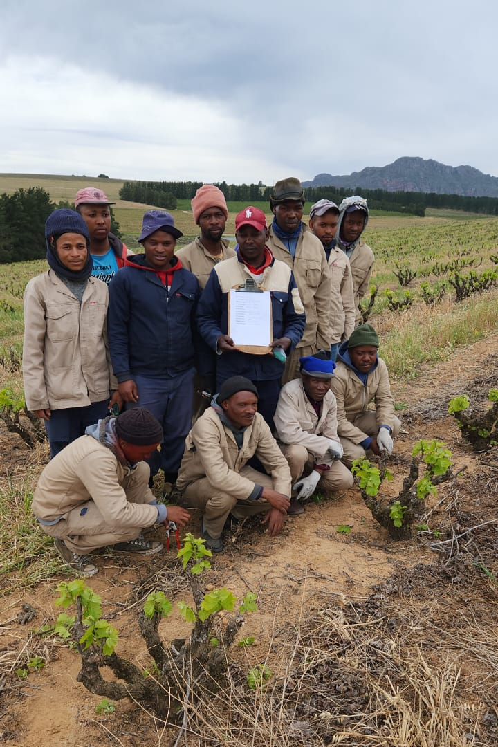 Heidedal Vineyard Team - Cinsault