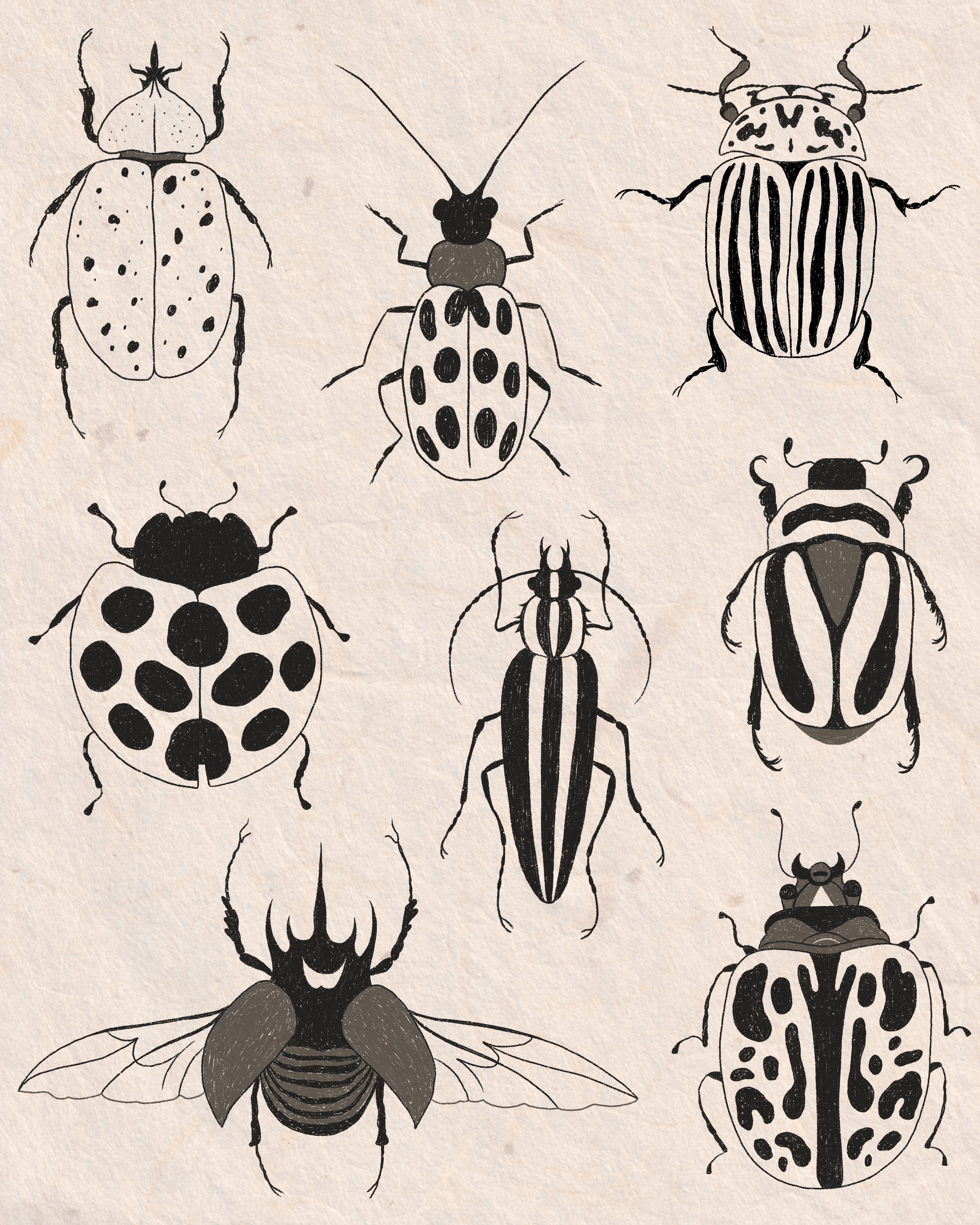 "Beetles" Digital Illustration