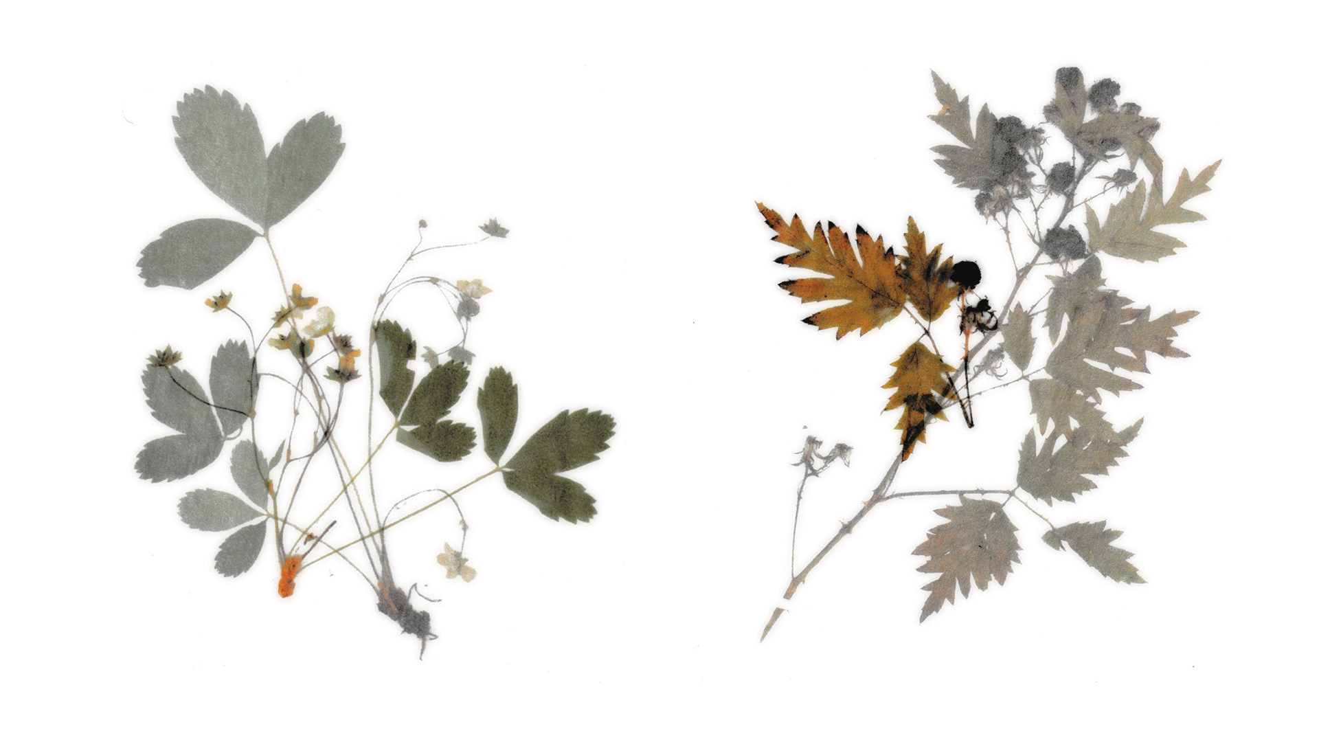 Imaging process that combined print and digital techniques, including layering tracing paper and scanning.
