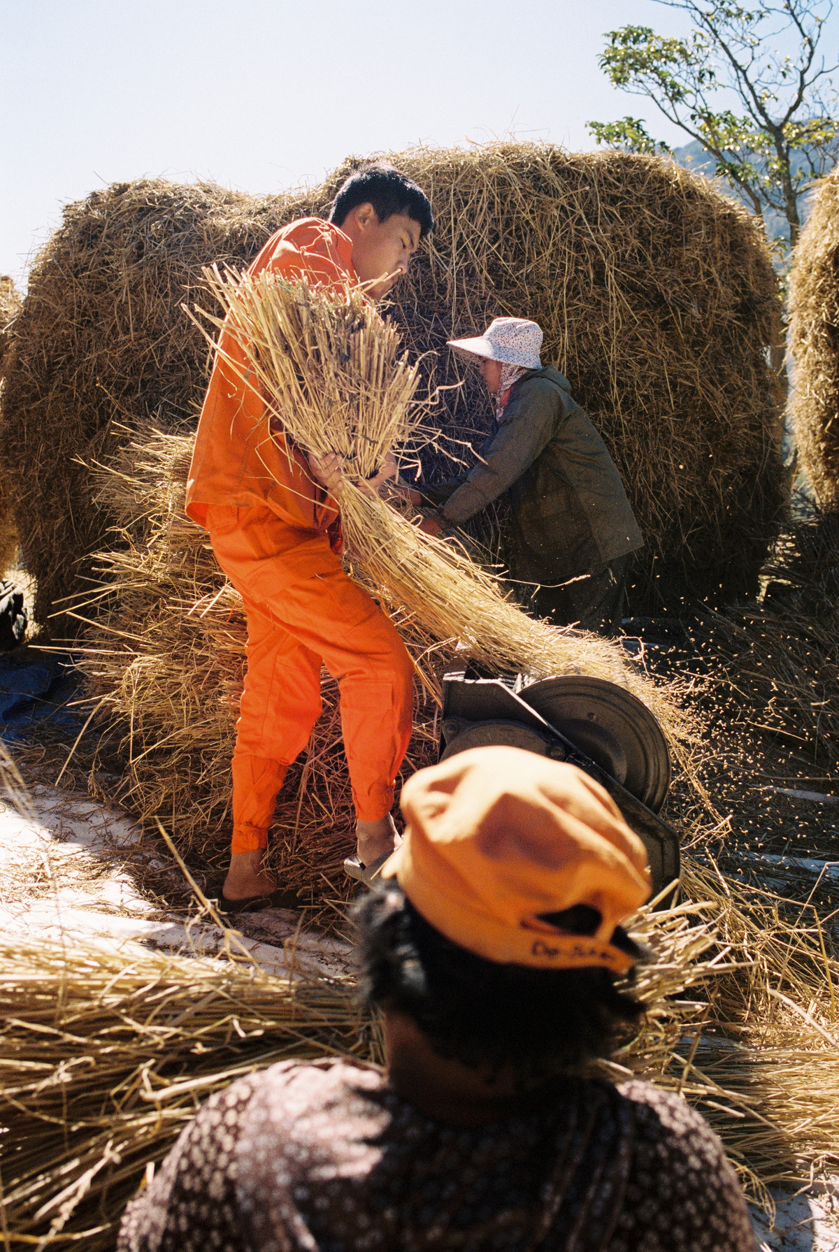 A farmer separates rice from petals using a foot-powered turnstile