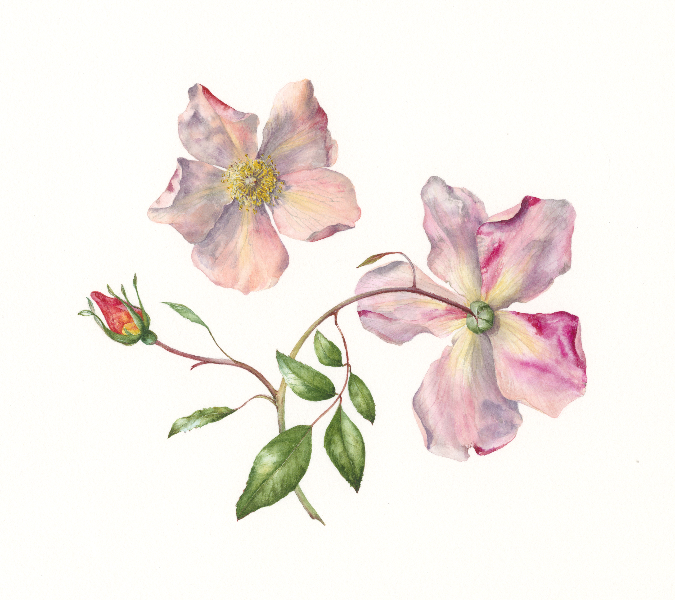 China Rose - adapt + thrive