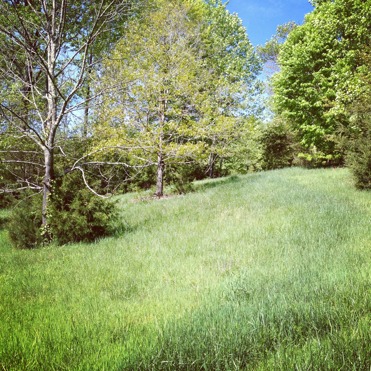 new path marked in seed and fertilizer