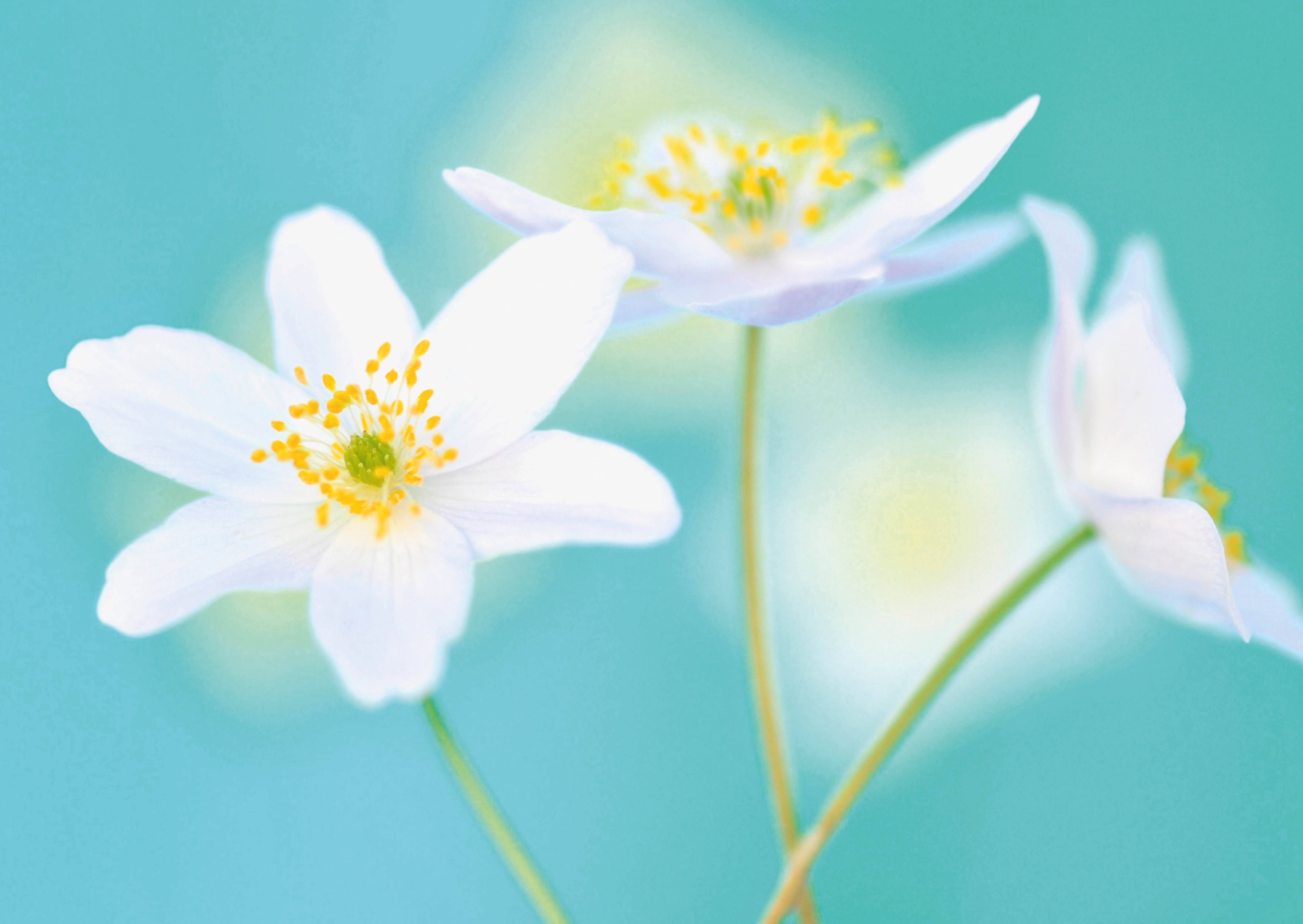 Nr. 299 Anemone nemorosa / Buschwindr&ouml;schen