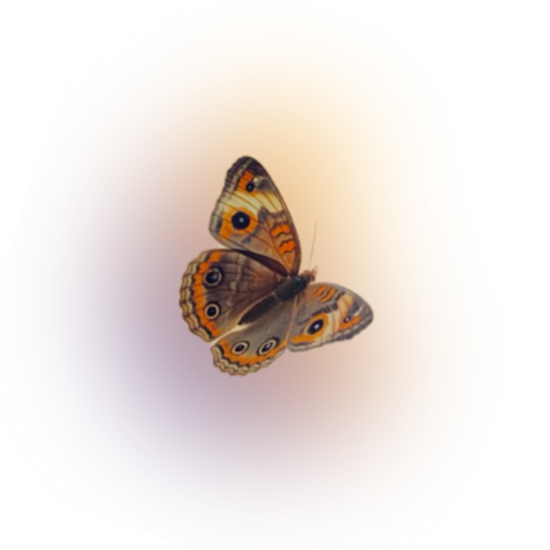 6ISLANDS Zine_Papia ku Mi.txt