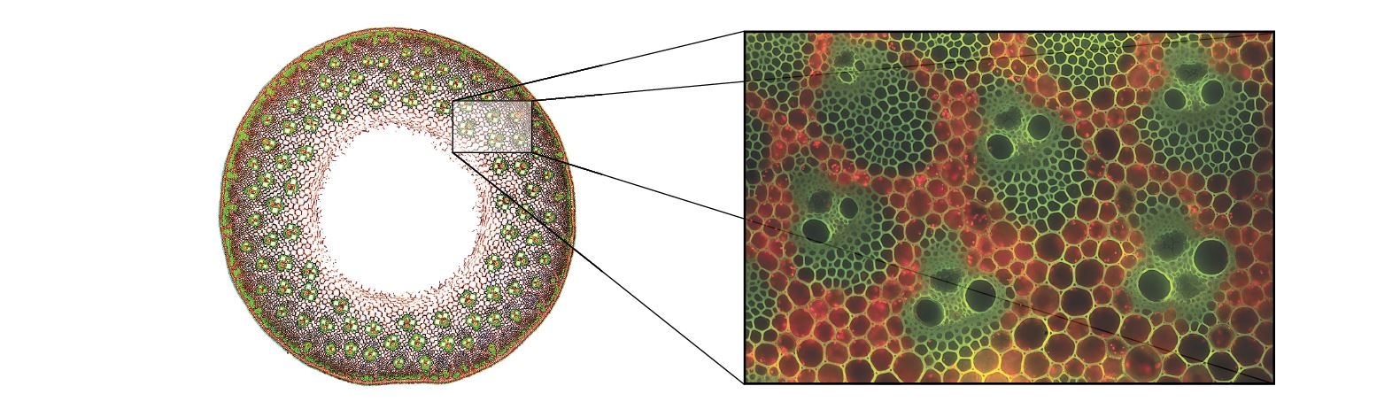 credit: Eckhard Voelcker