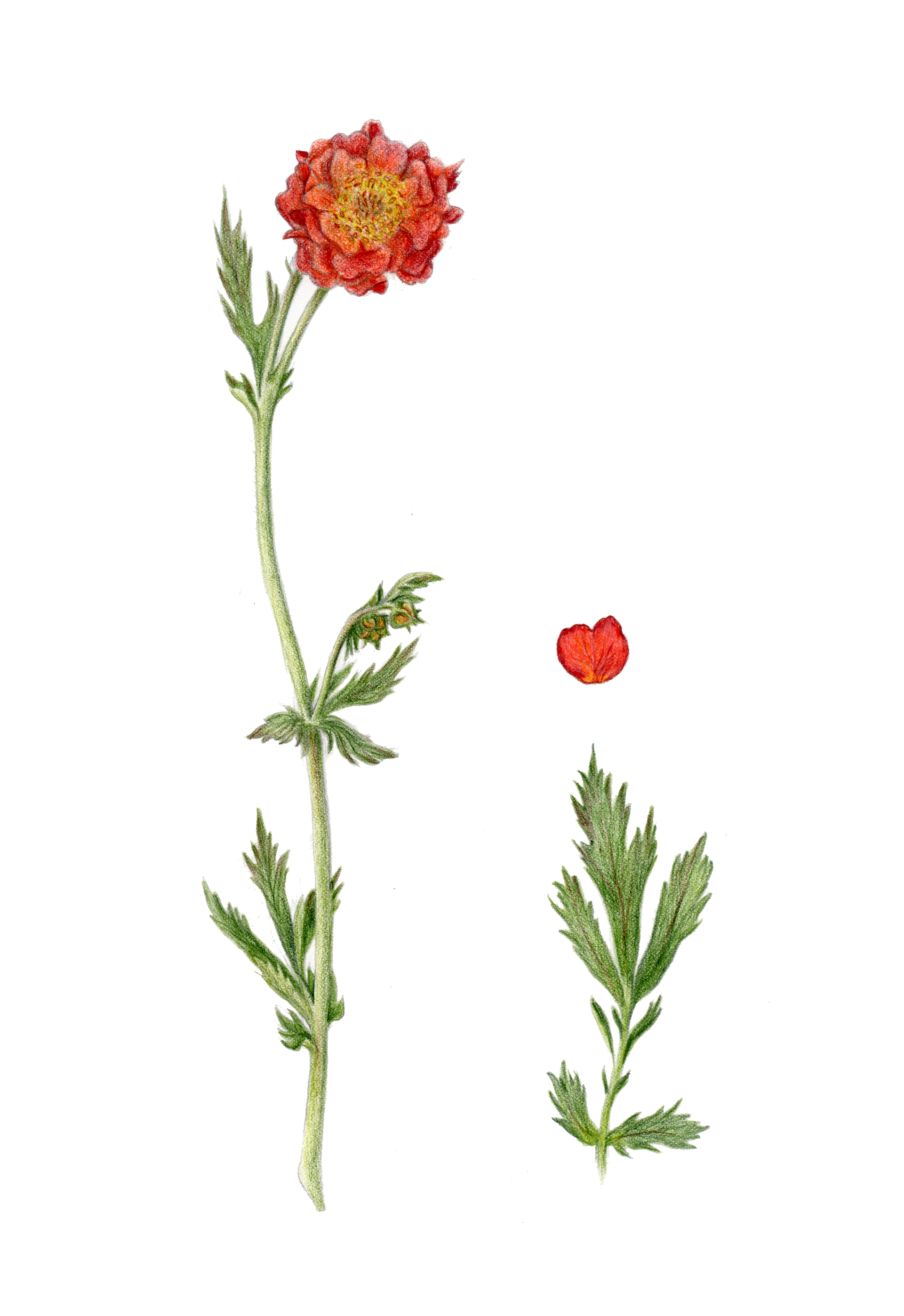  "Geum chiloensis / hierba del clavo" Lápiz de color sobre papel