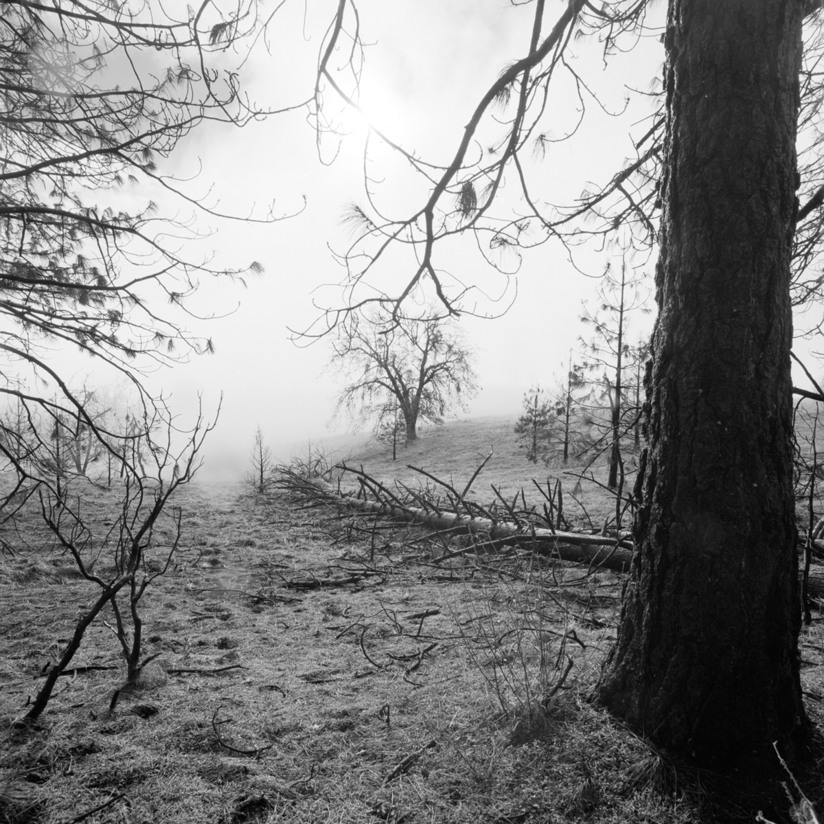 'FALLEN TREE I'