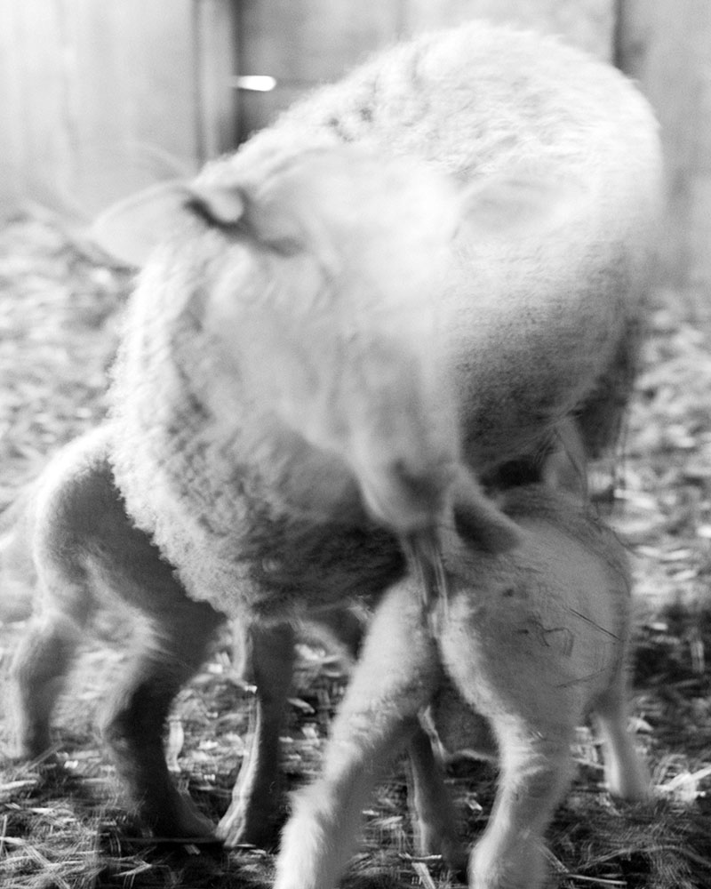 Between The Gaps In The Slats of Barnwood, 2022. Archival Inkjet Print,  walnut frame. 16x20&rdquo;