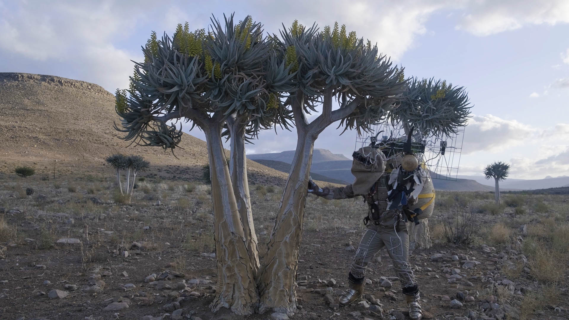 dzata scientist communicates with aloe quiver tree, fieldwork image courtesy of dzata archive (south africa, location unknown)