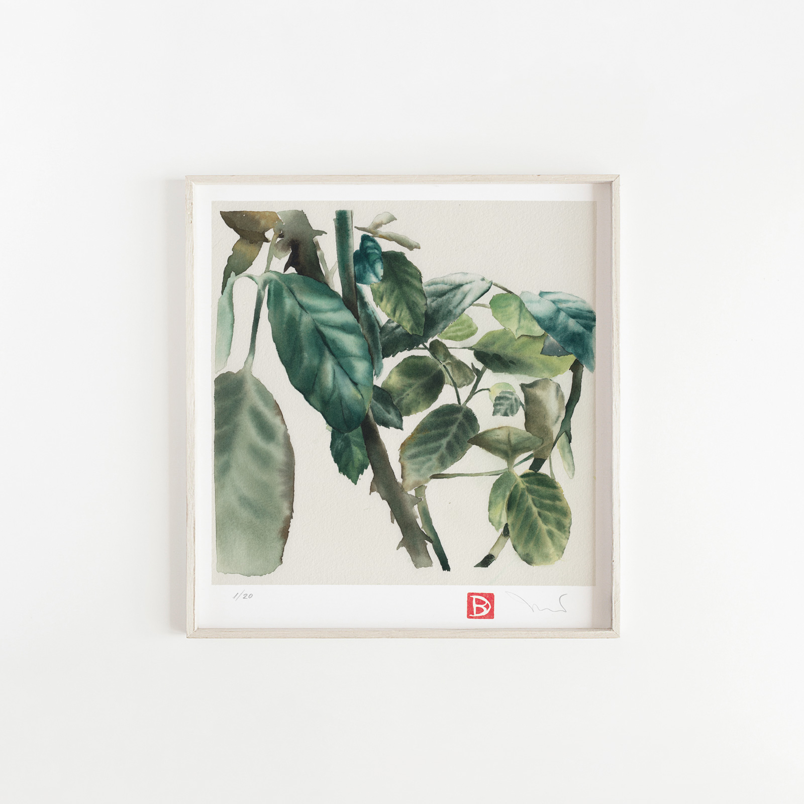 65 €Plantae IV bis