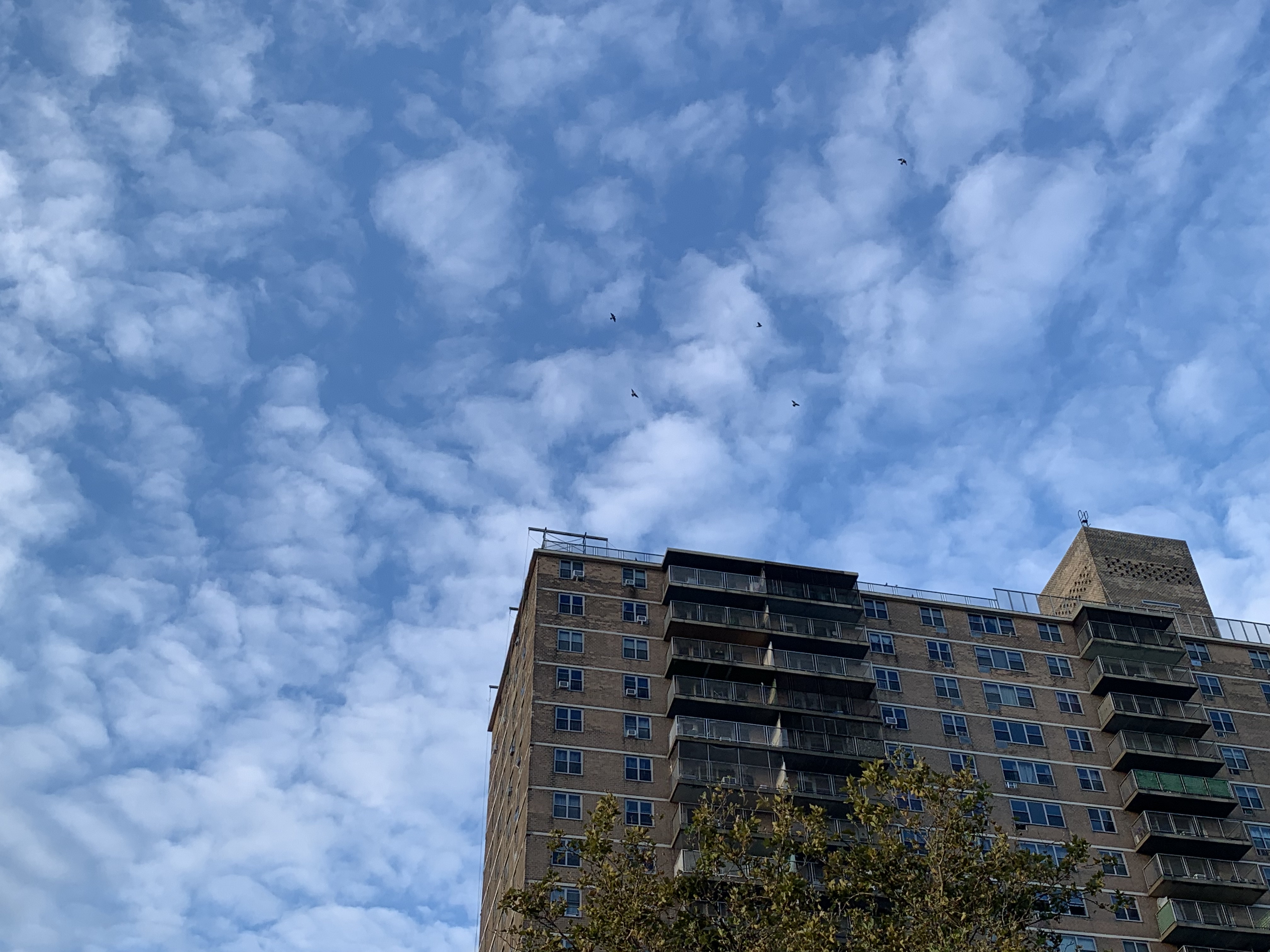 Looking up towards pigeons preparing to perch on building #5.