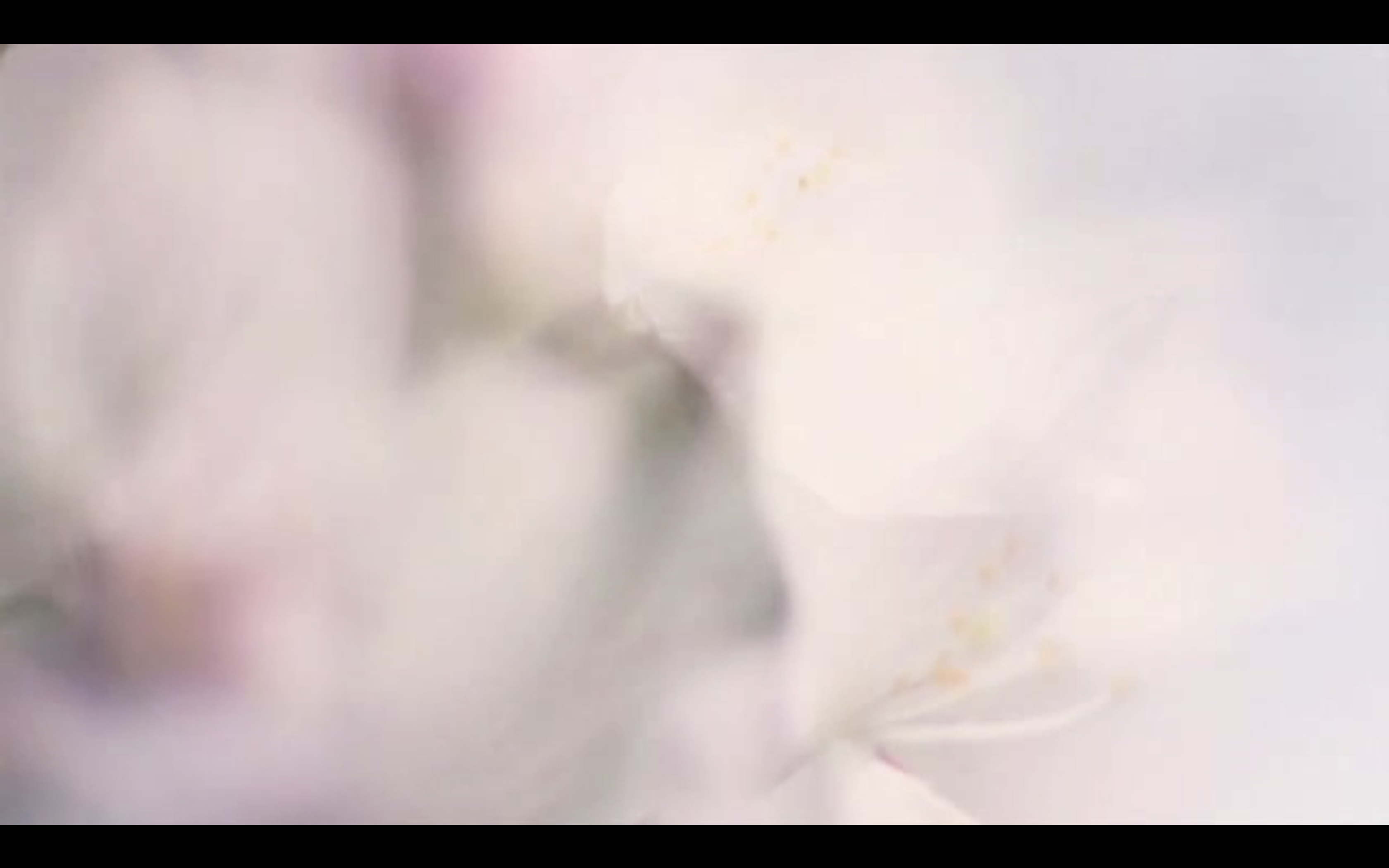 Ryuichi Sakamoto Kizuna: Hana No Hame