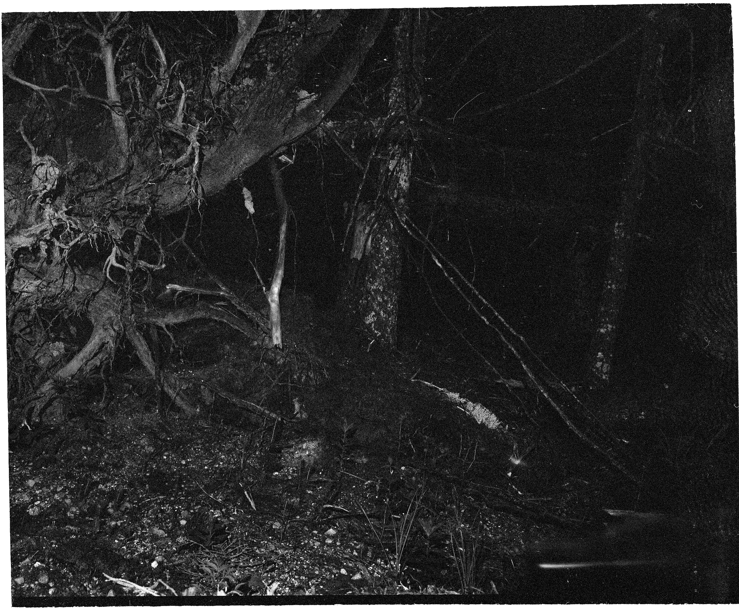 the same woods, 6x7cm film negative