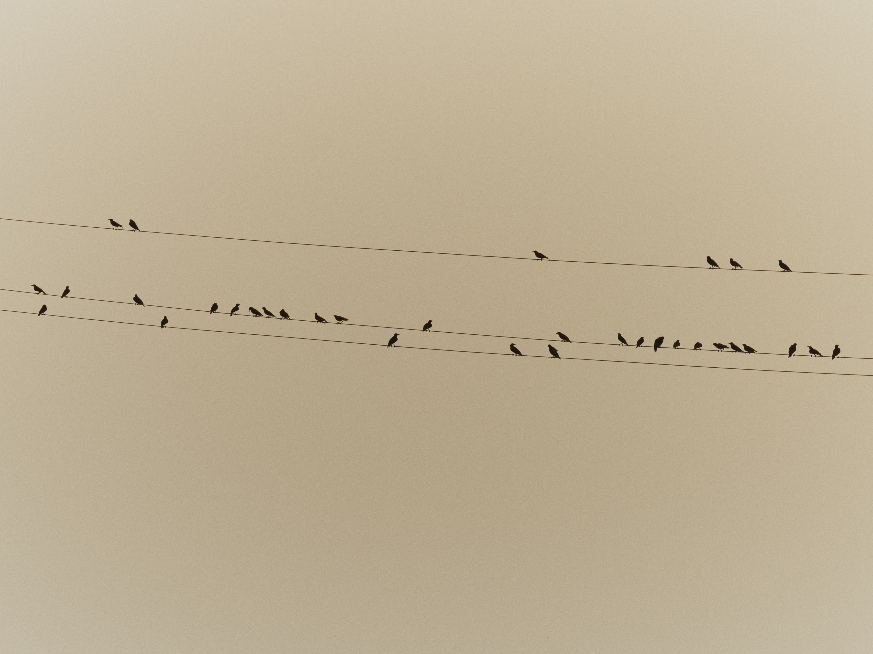 FV_Series_004_IMG_02_Blackbirds_Meeting