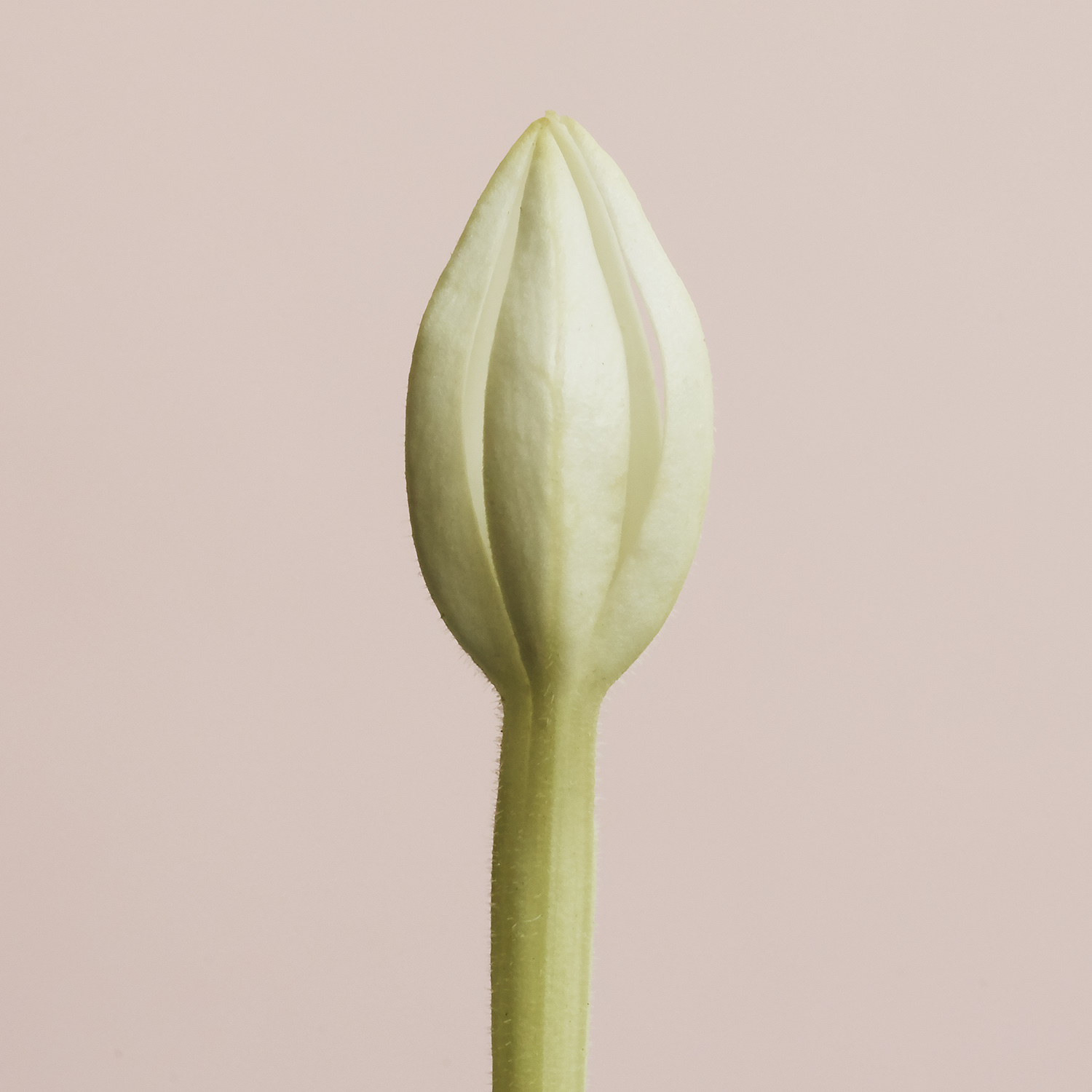 KMA photographer Vincent Gapaillard photographs a light green stem laying on a tan background 